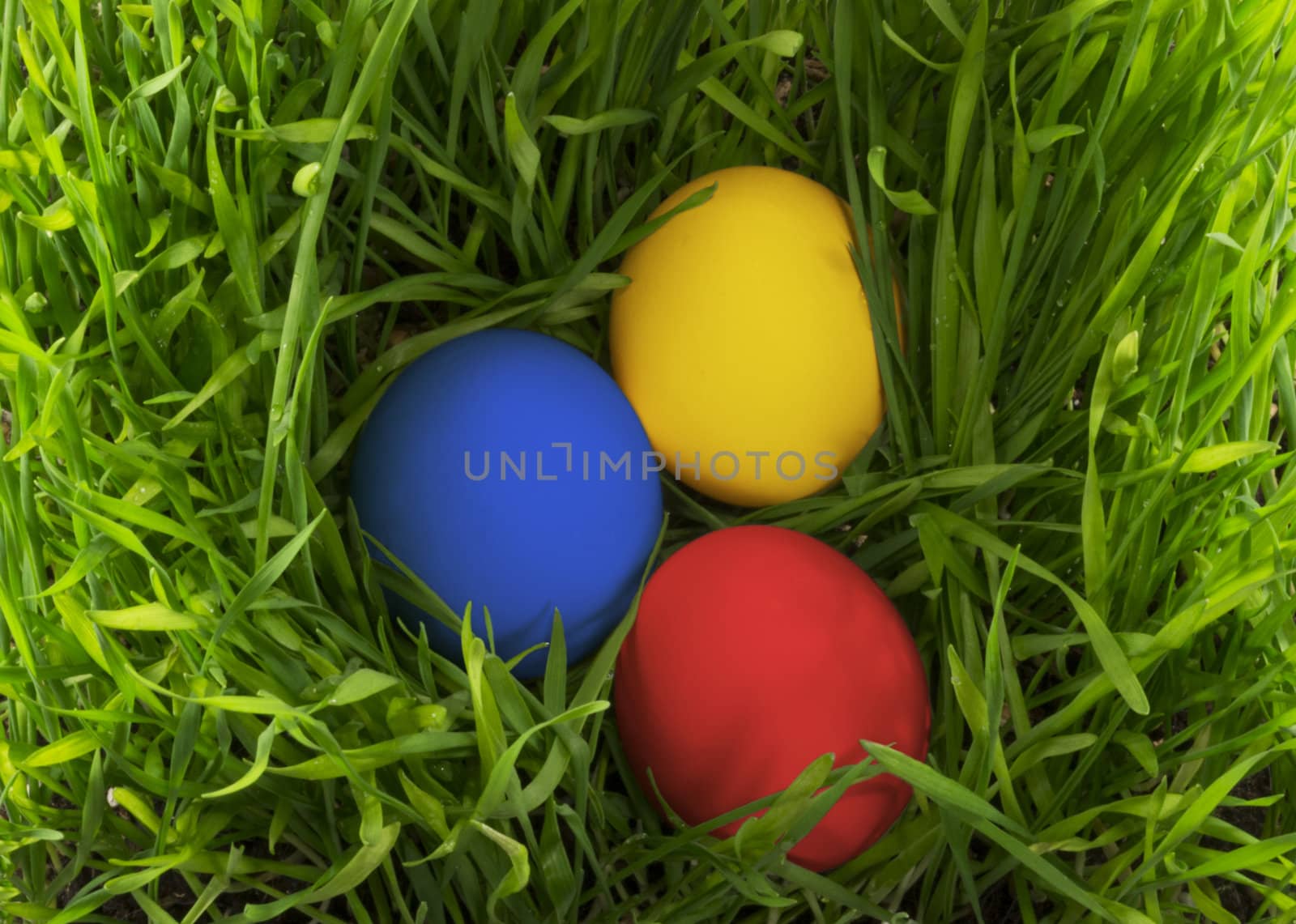 Three colored Easter eggs in green grass. View from above.