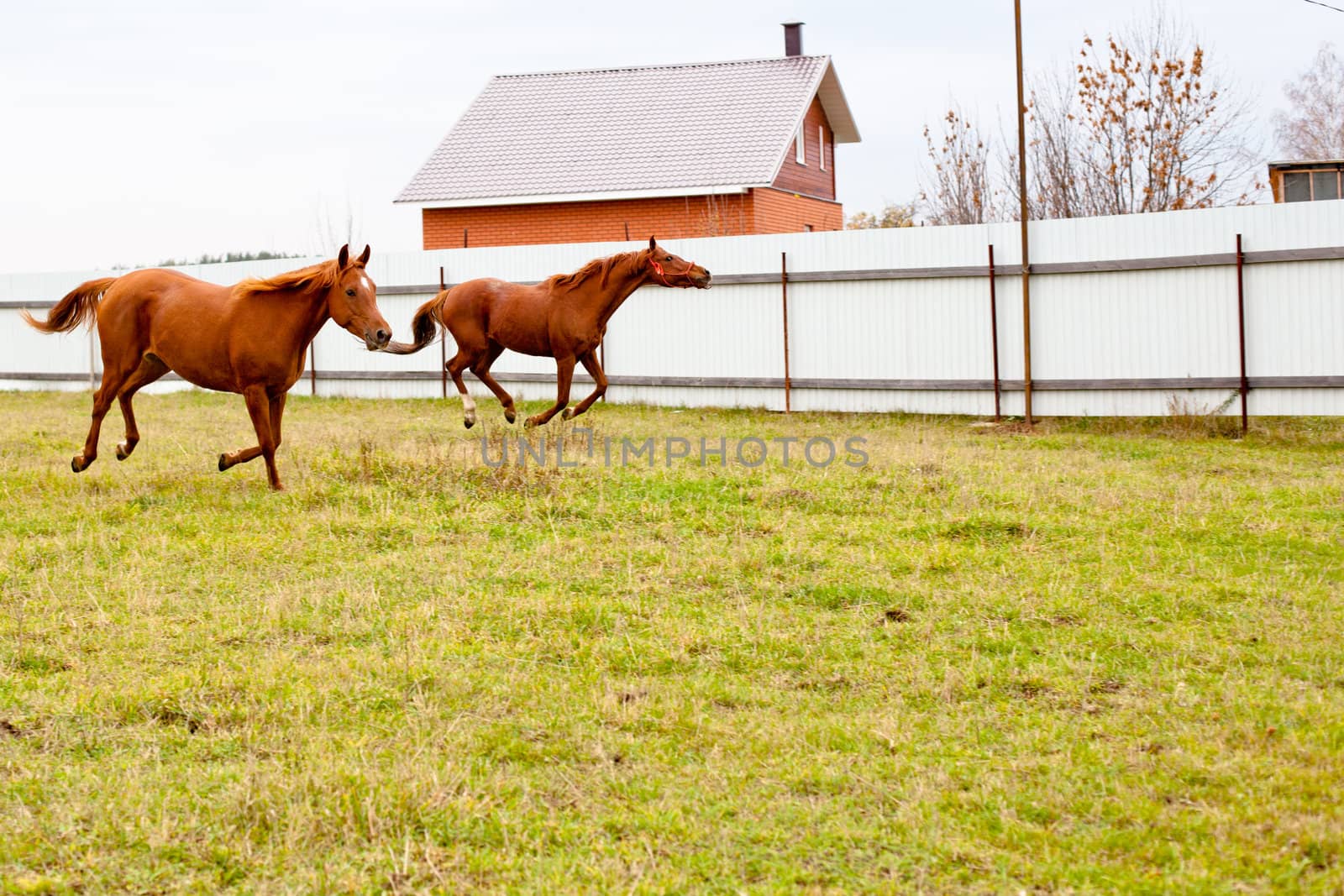 Two red horses running in front of fence
