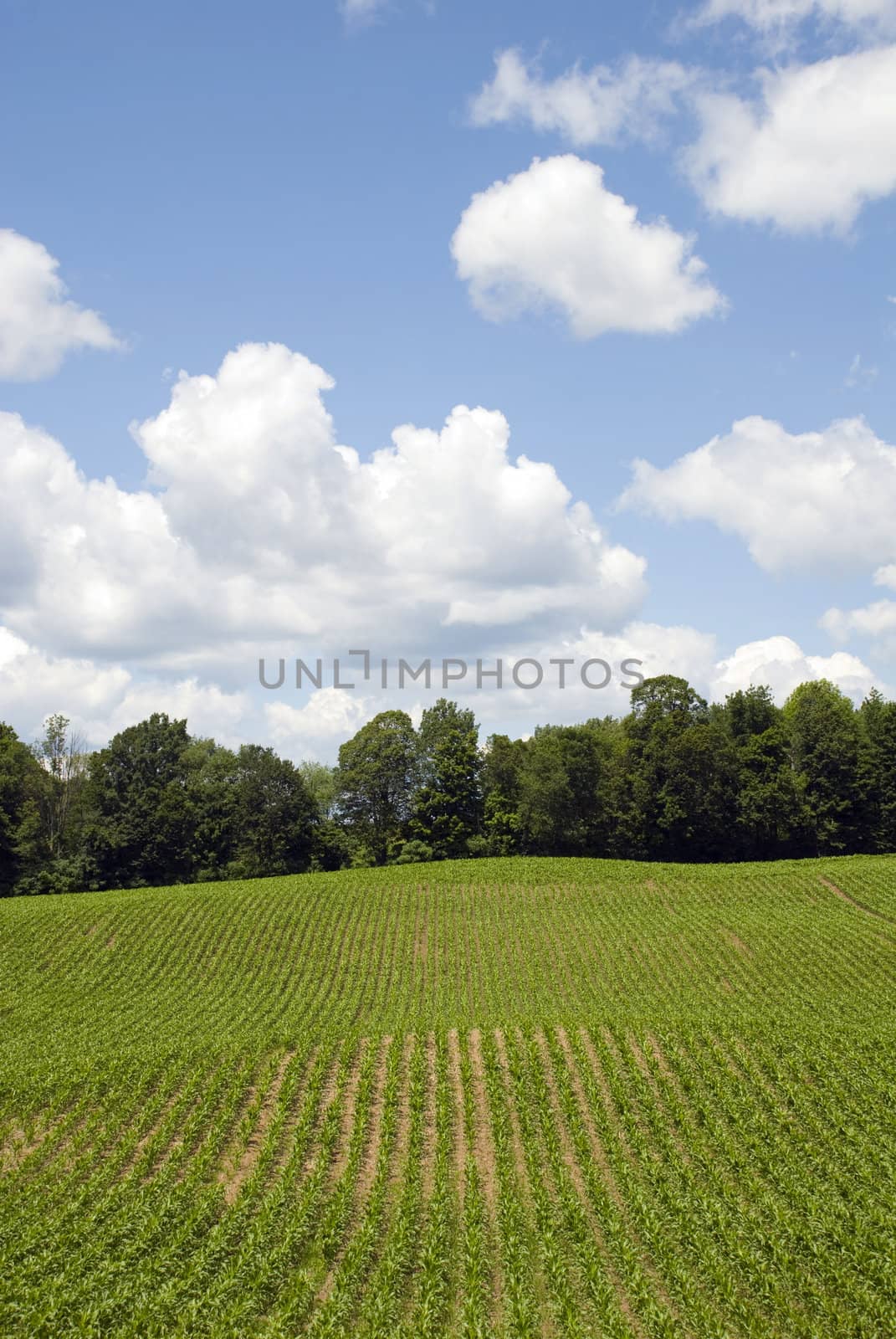 Corn field with big sky - blue sky and white clouds