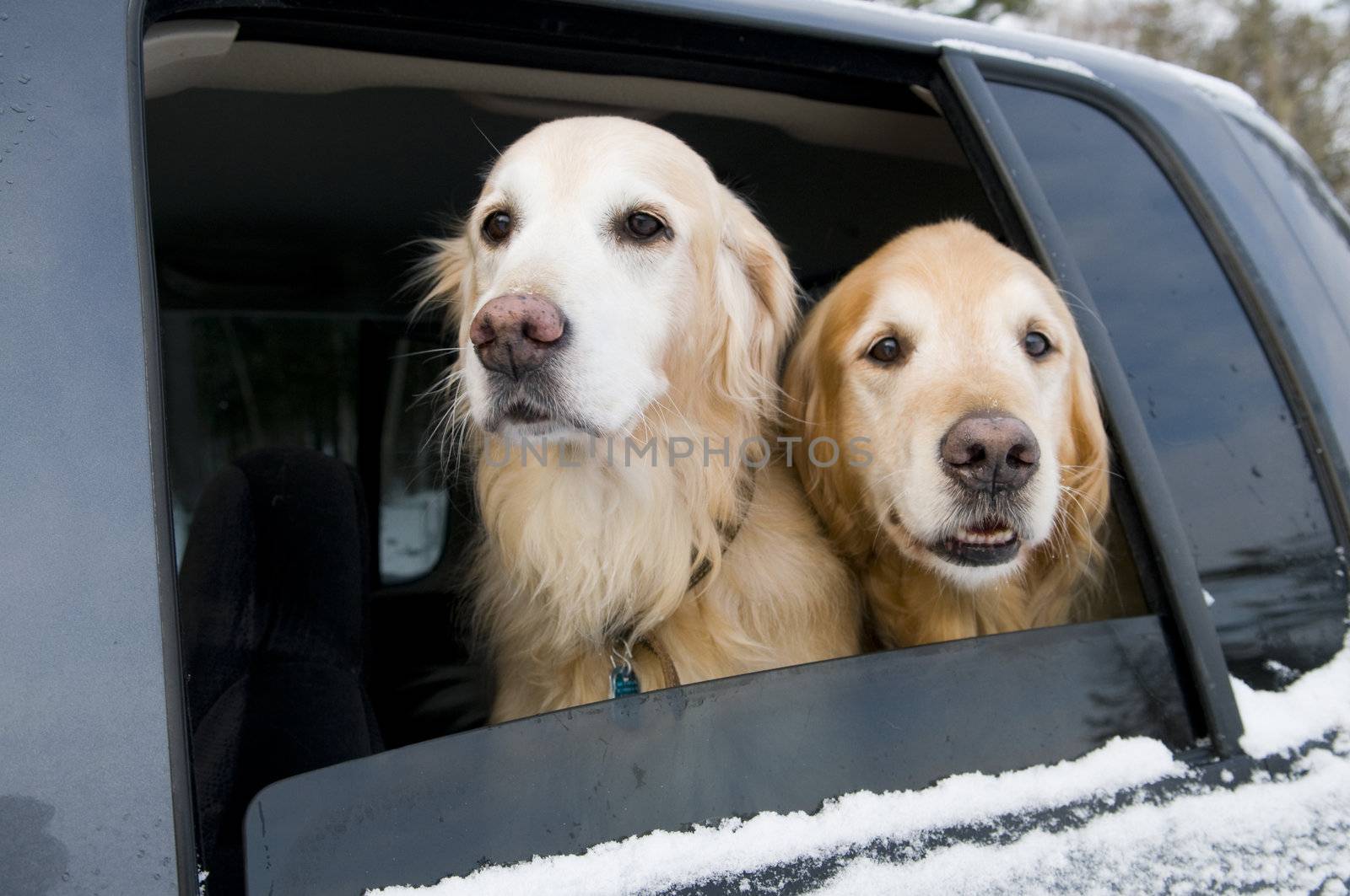 Golden Retrievers going for a car ride