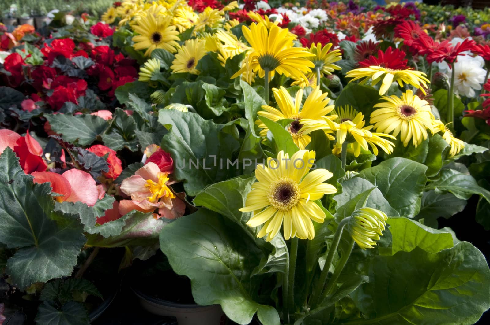 Rows of plants at the garden store