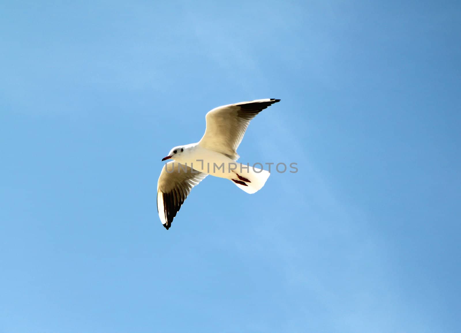 An image of a seagull in the sky