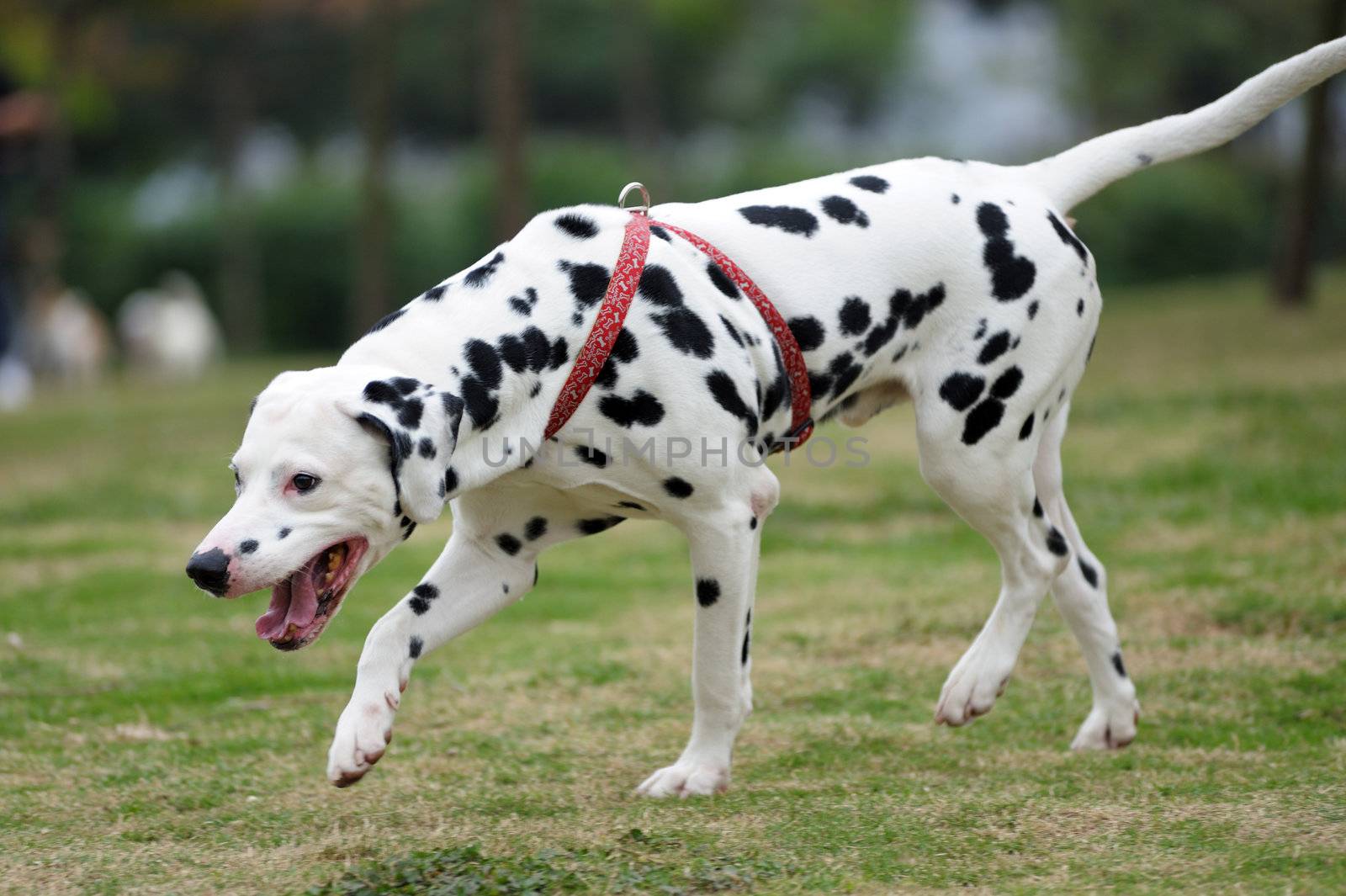Dalmatian dog playing on the lawn