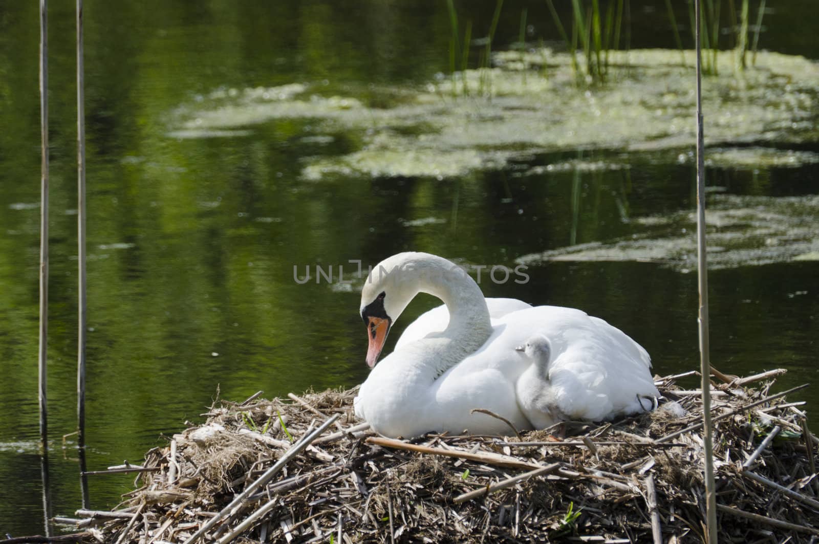 Swan & Young by Gordo25