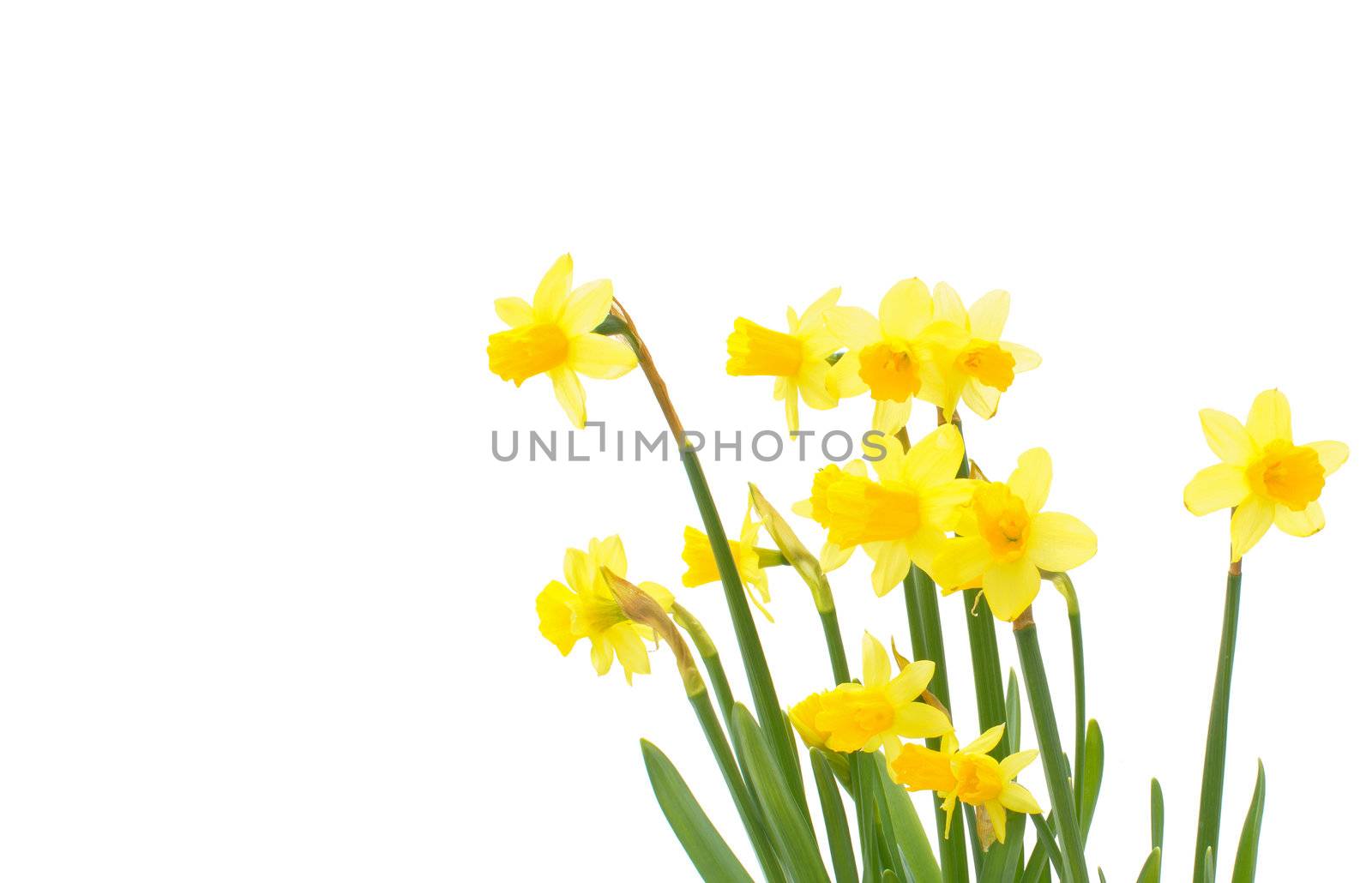 Spring daffodils isolated over a white background