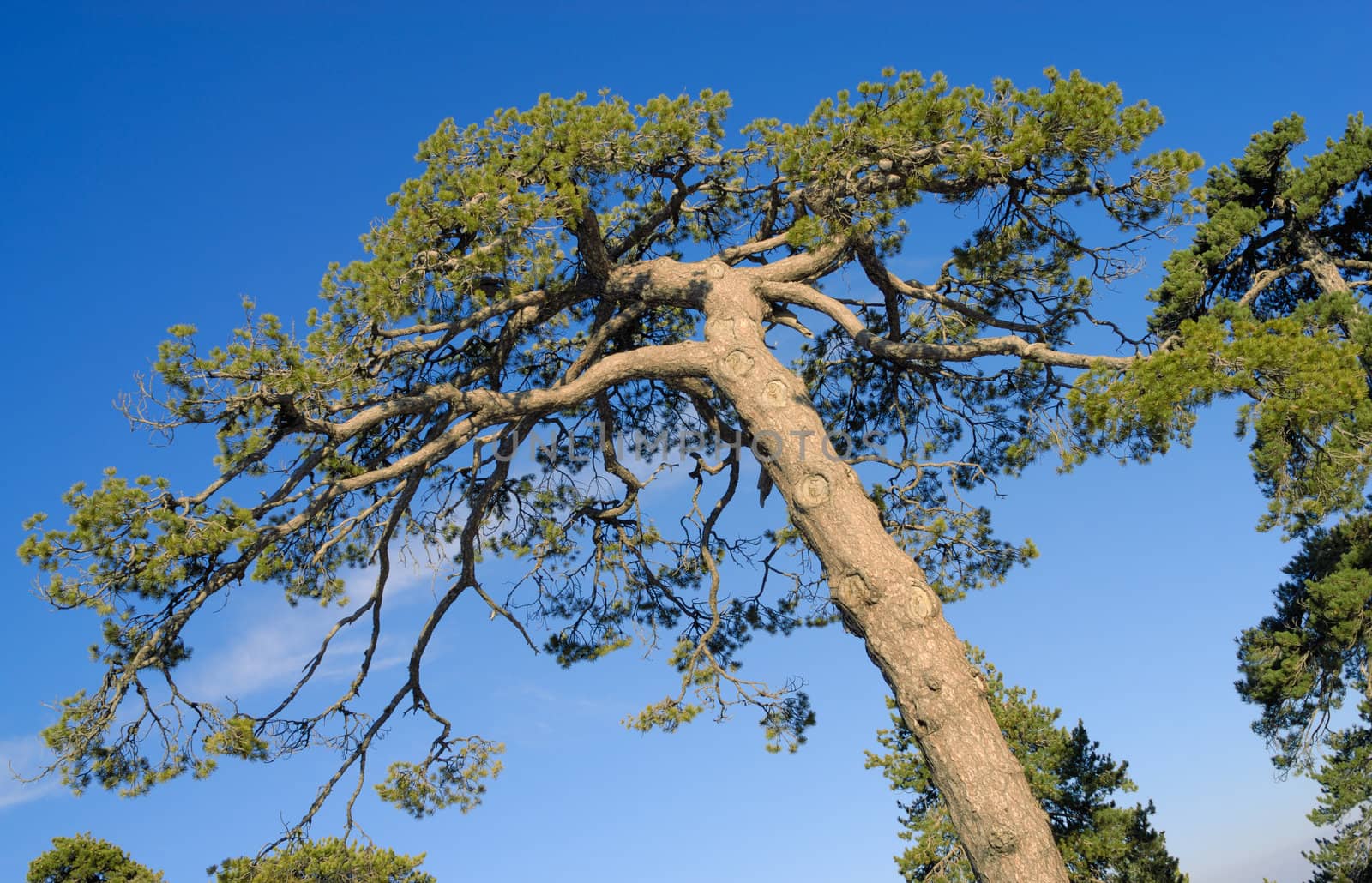 Tree crone over blue sky by mahout