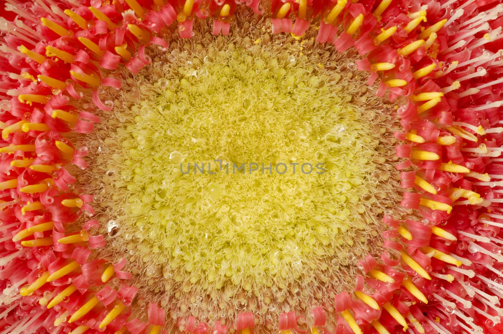 Macro image of the center portion of a Gerber Daisy