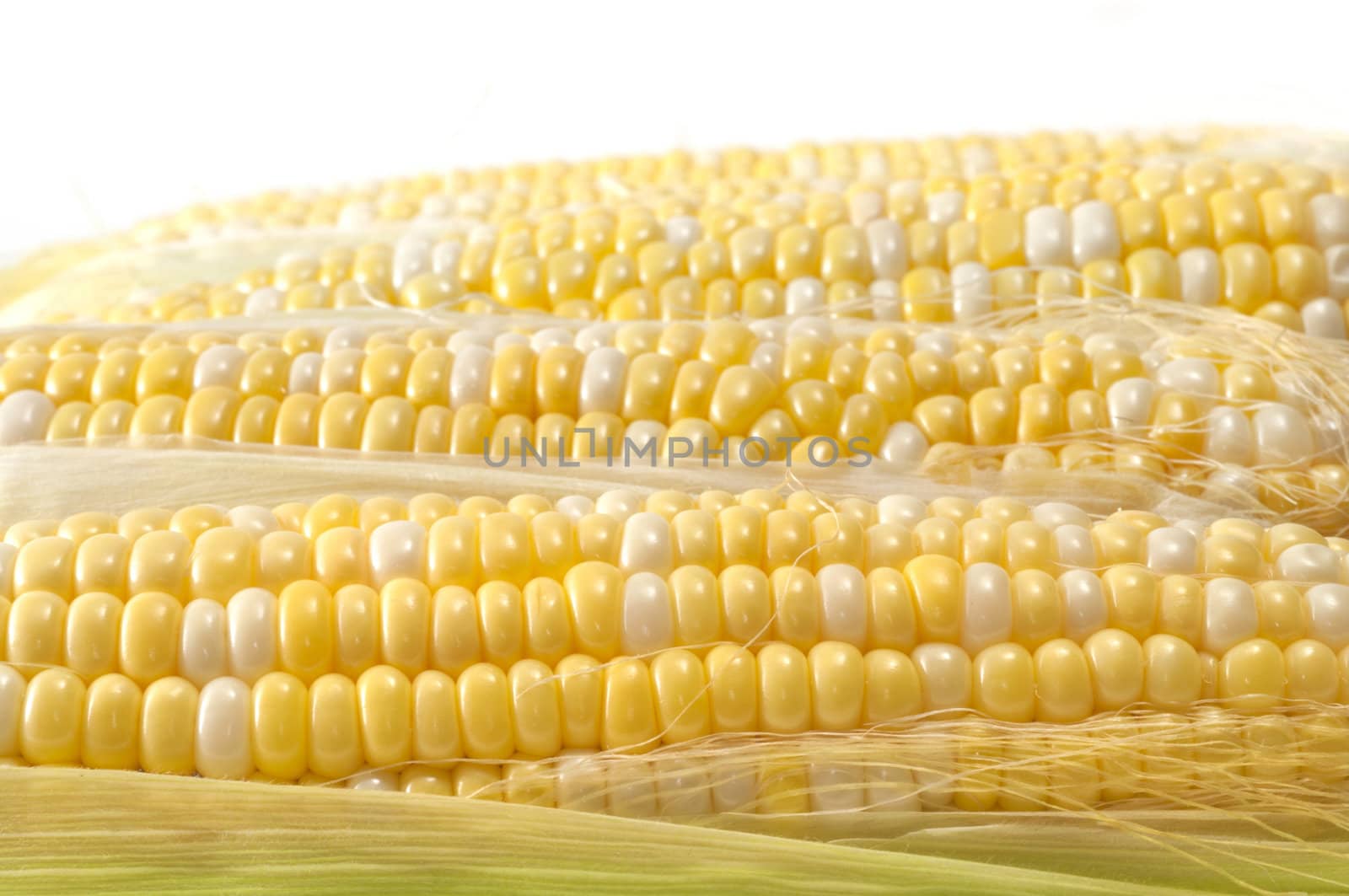 Selective focus on the foreground corn on the cob with soft focus on background cobs with copy white space 