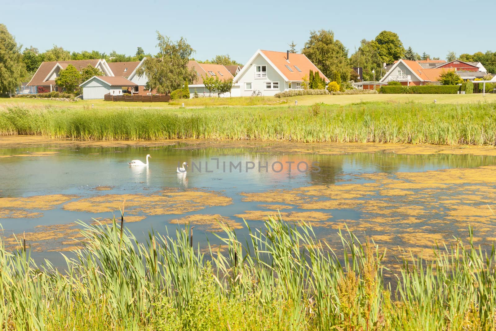 Typical Danish houses near a pond with two swans