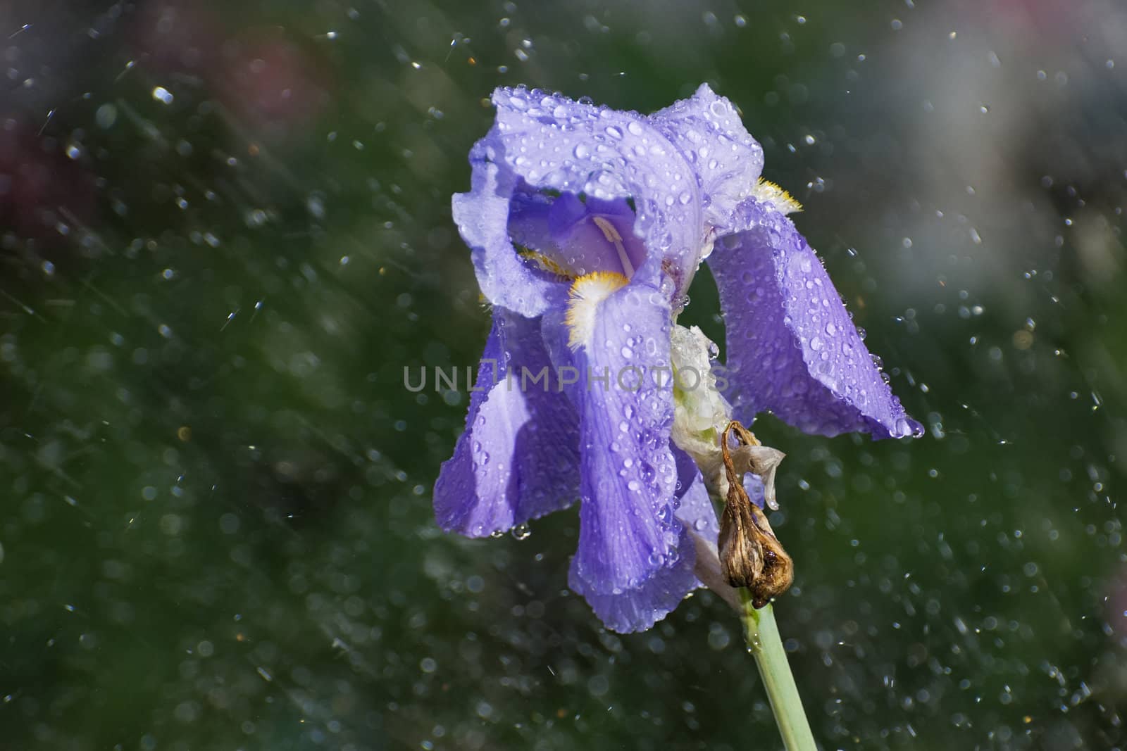 Sunshower on a single purple iris bloom