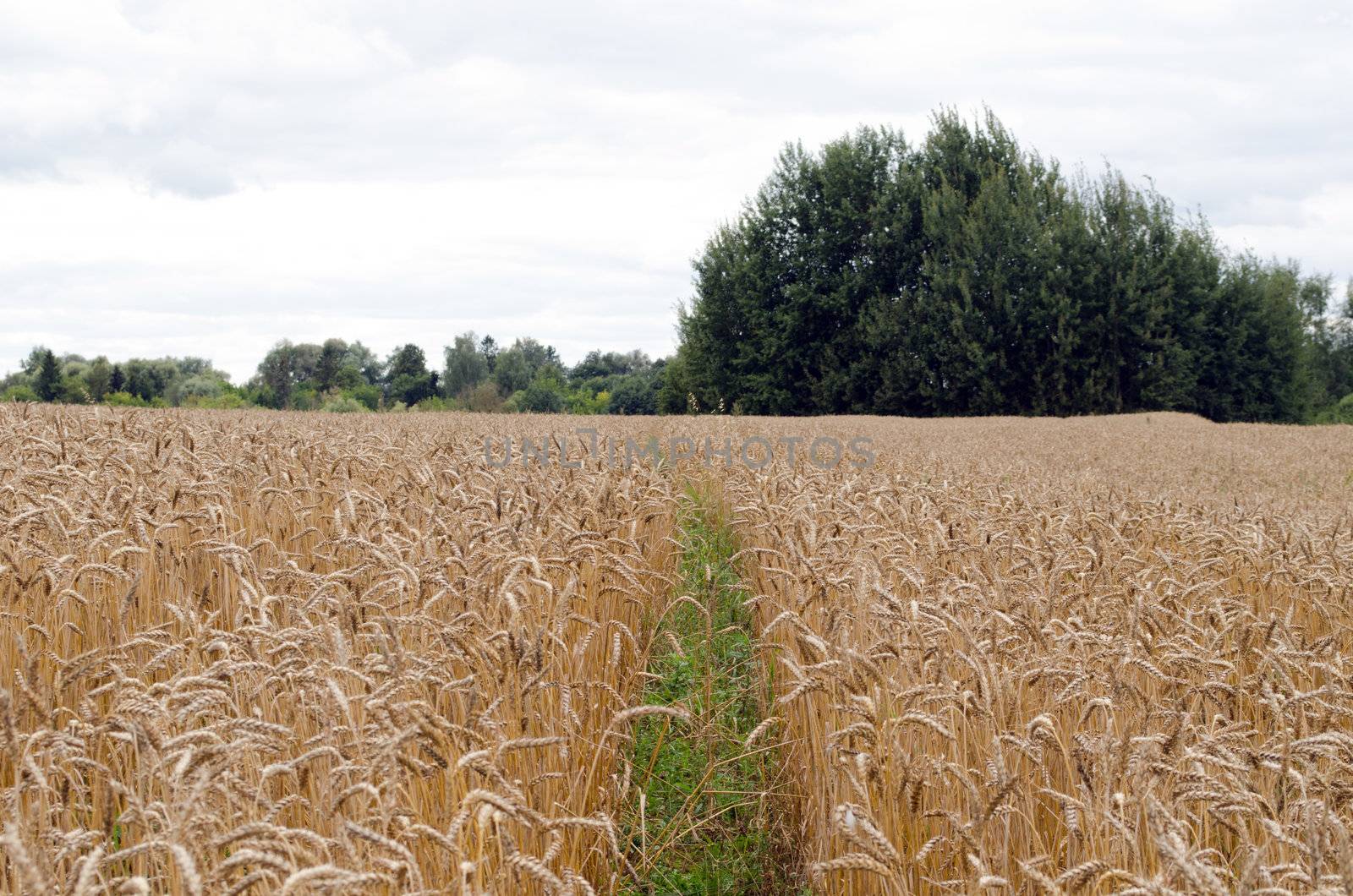 small path pathway between agriculture wheat field ears and forest trees in distance.