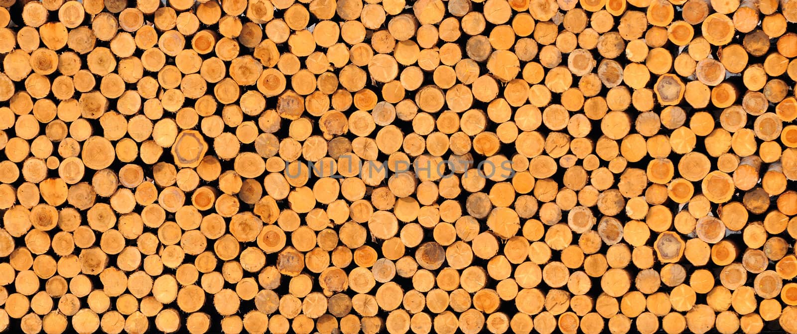 Stacked timber logs by Sevaljevic