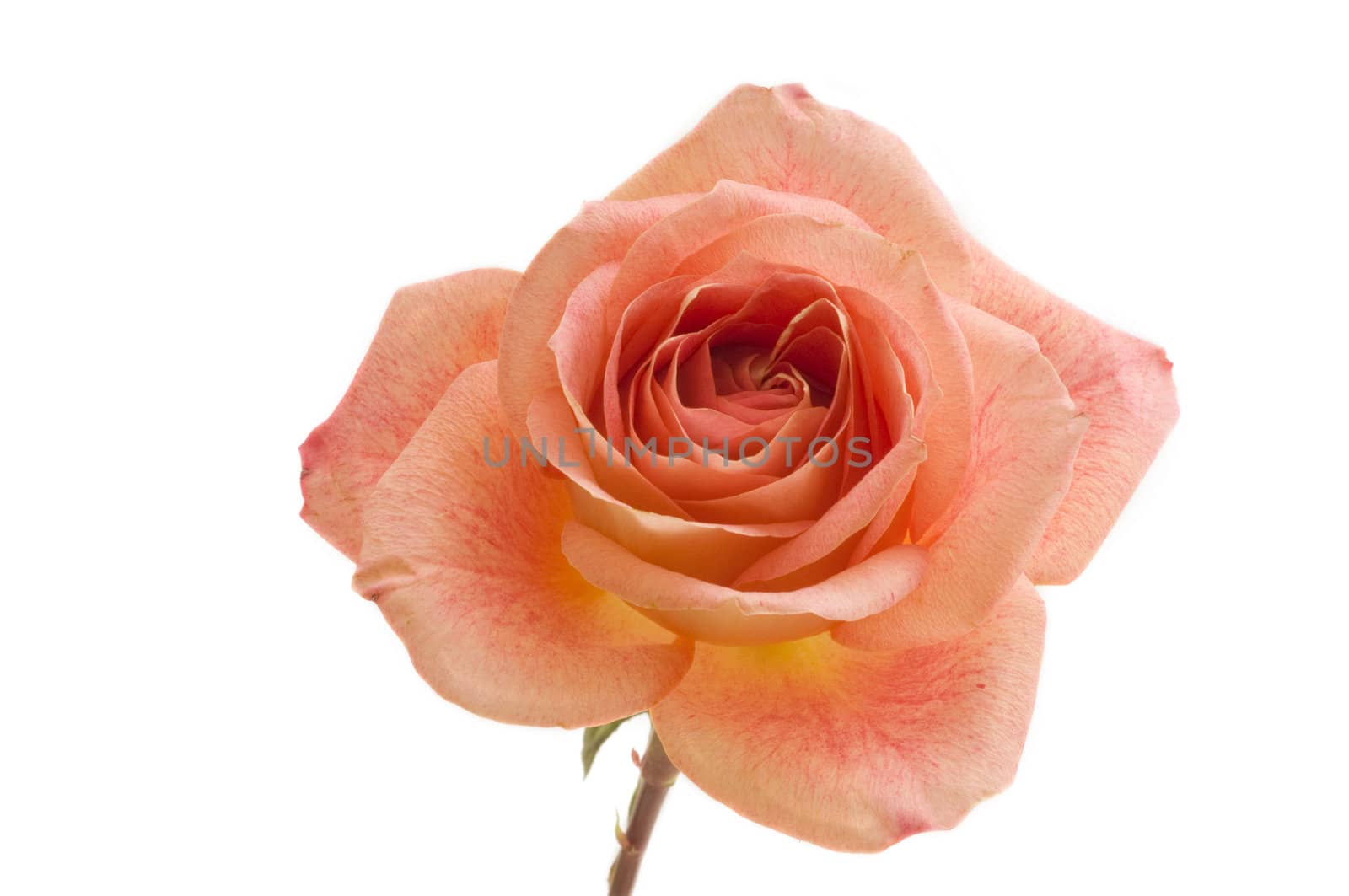 Macro image of a perfect peach colored rose on a white background