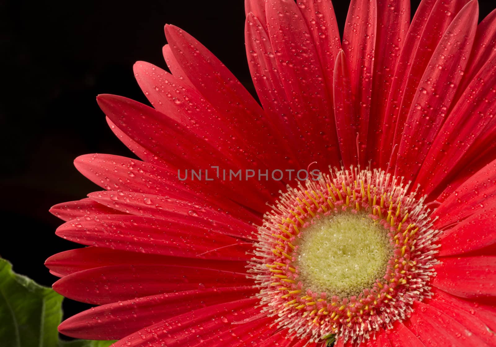 Selective focus on the centre portion of an orange Gerber Daisy
