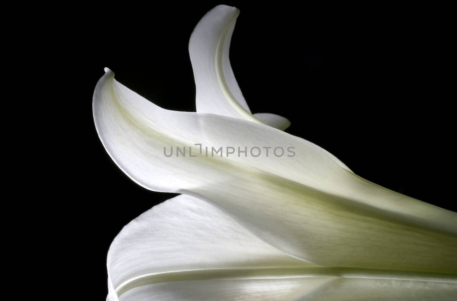 Macro image of the petal shapes of a easter lily.