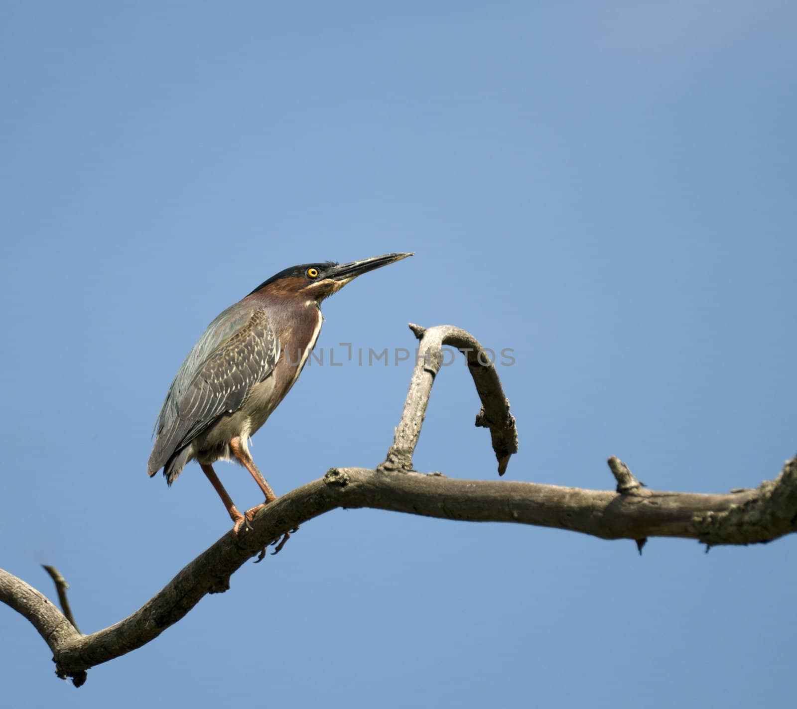 Green-Backed Heron perched on a dead branch