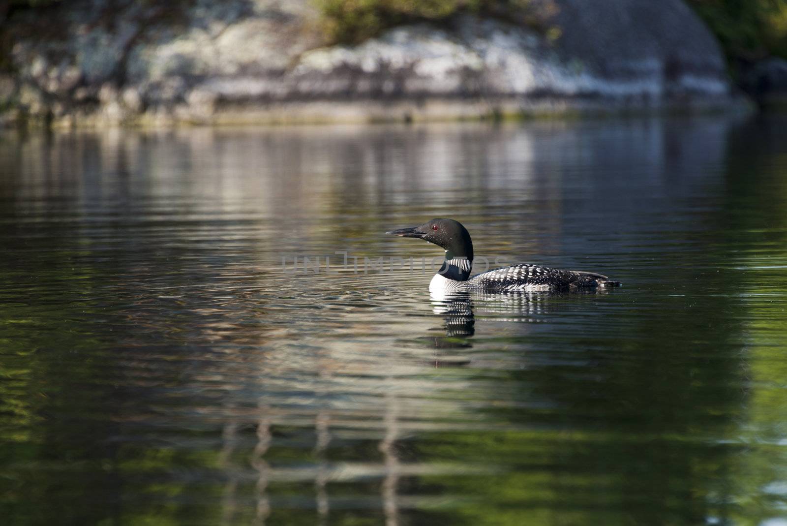 Common loon floating on a calm northern lake with vivid colorful reflection of the shoreline