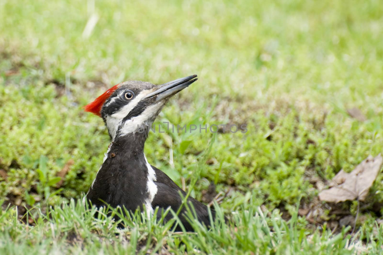 Pileated Woodpecker looks up from a small stump