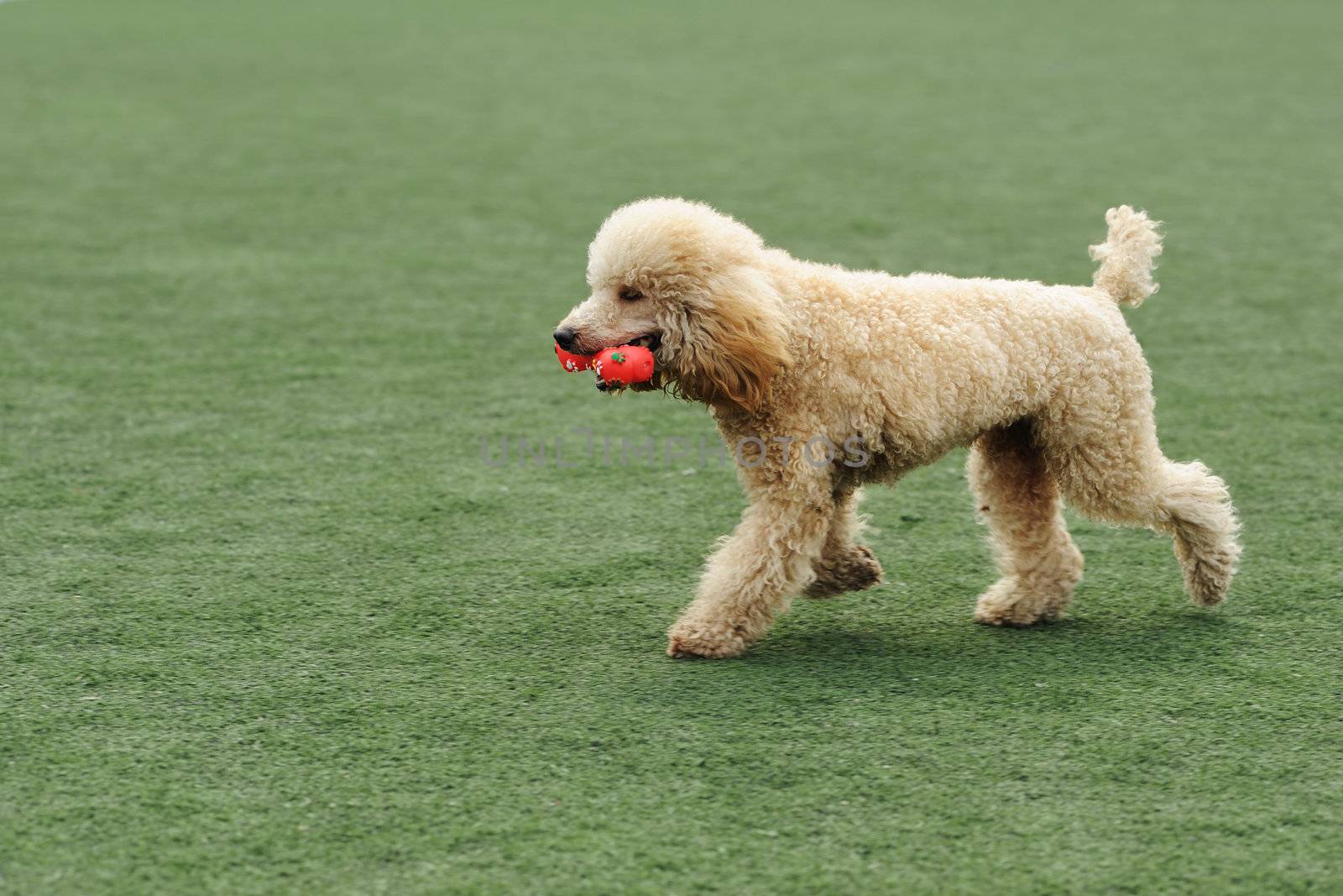 Lovely Poodle dog holding a toy in the mouth and running on the playground