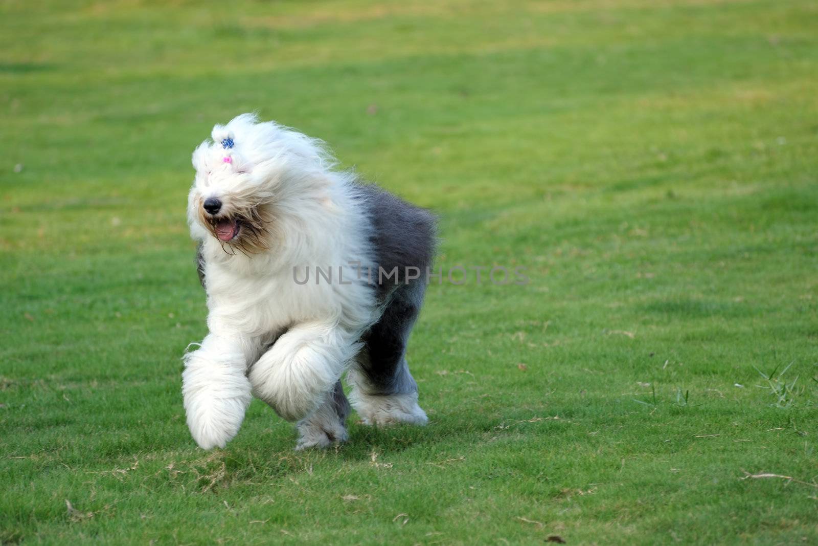 An old English sheepdog running on the lawn