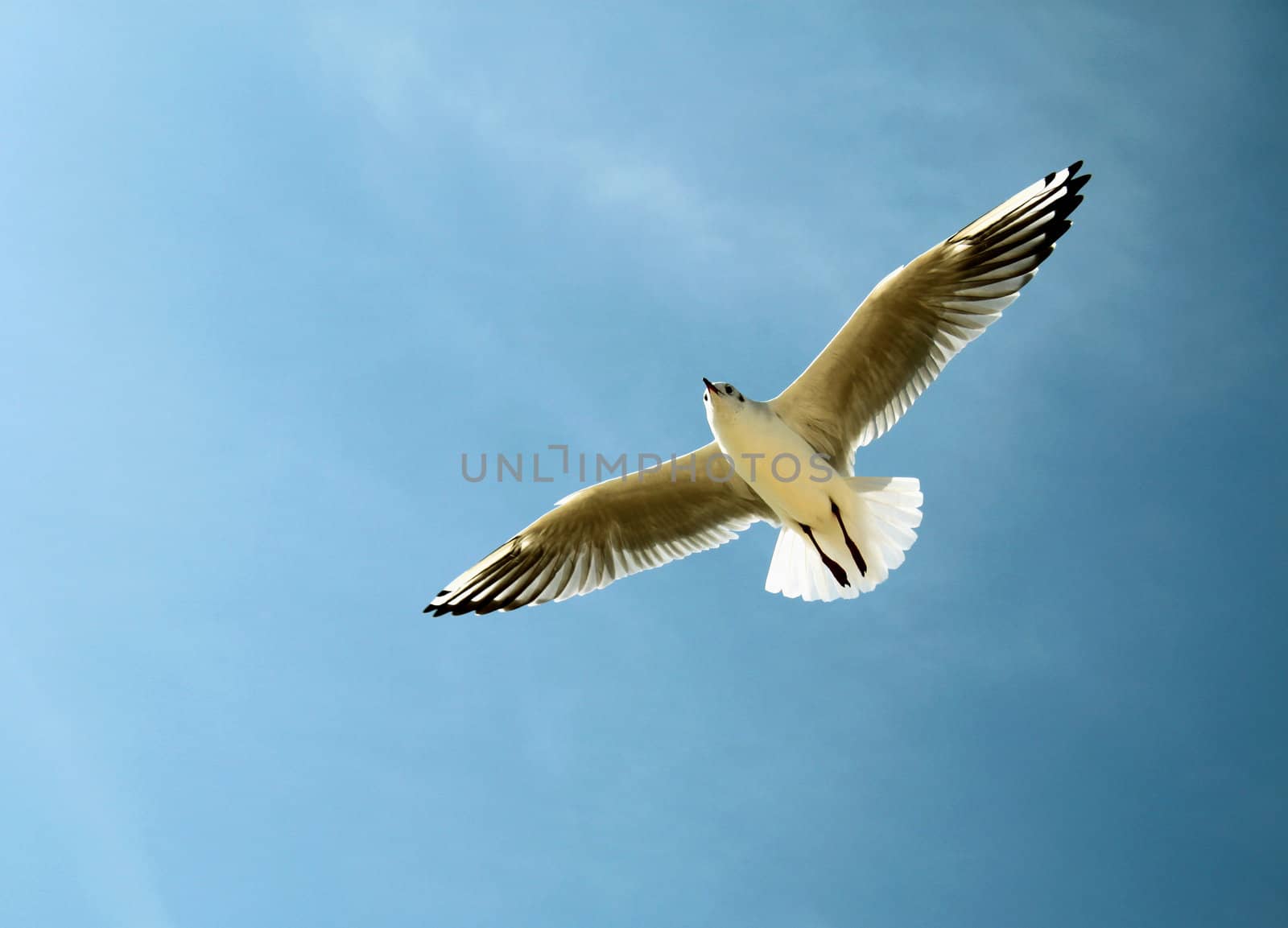 An image of a seagull in the sky