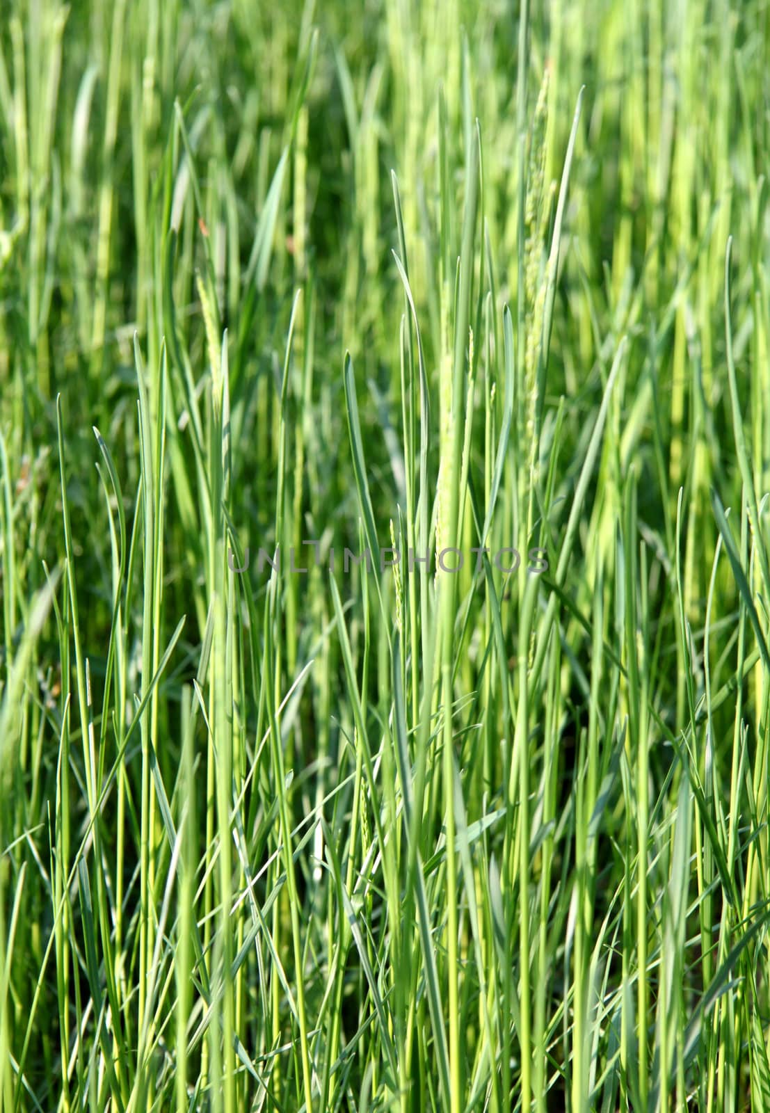 The texture of the green grass lawn