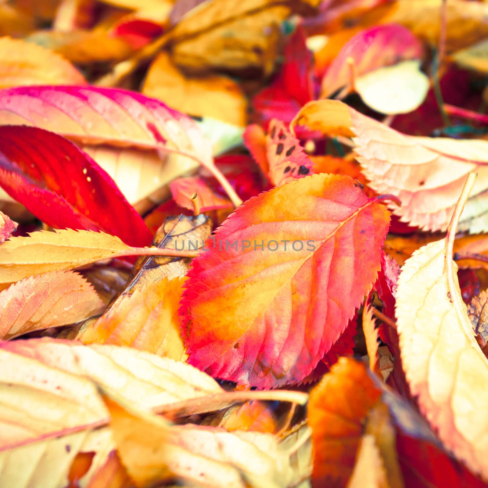 Close up of colorful autumn  leaves with shallow depth of field