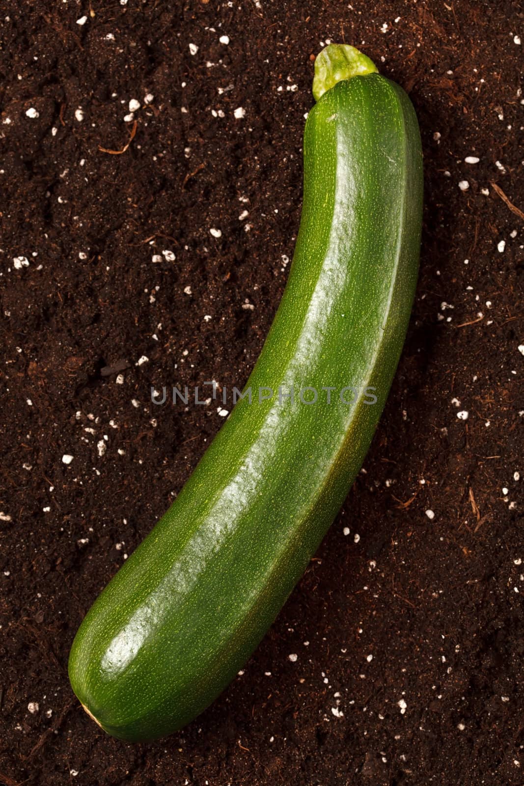 zucchini on the soil