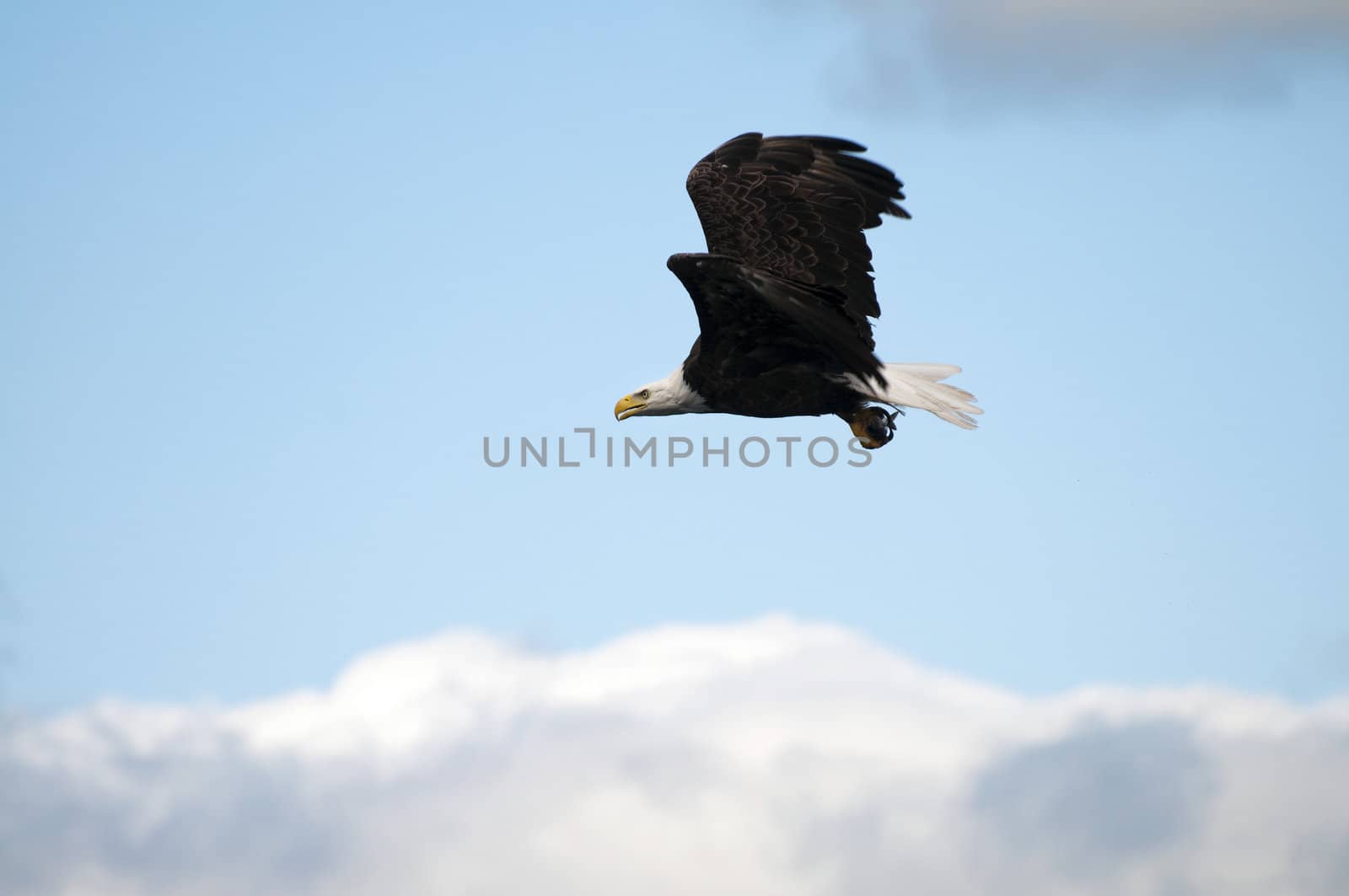 Bald eagle with fish in it's talons flying home to the nest with copy space in the blue sky with clouds below the bird