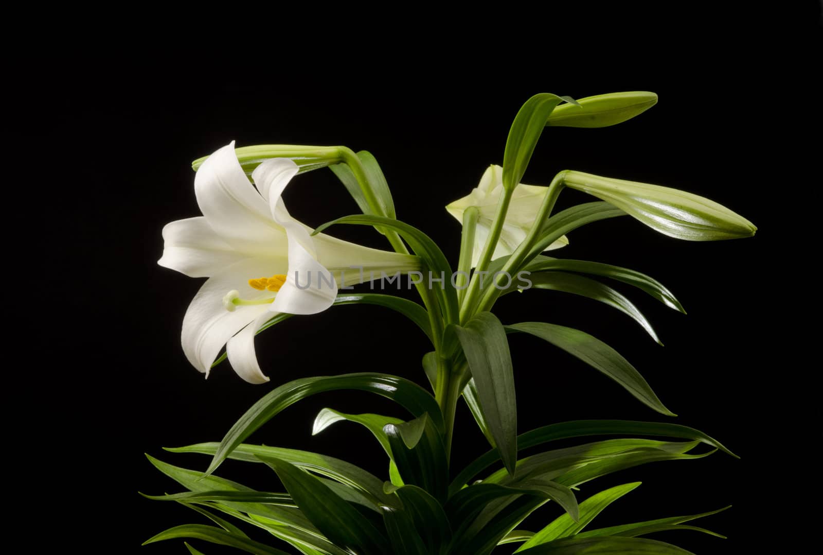 Easter lily plant isolated on a black background
