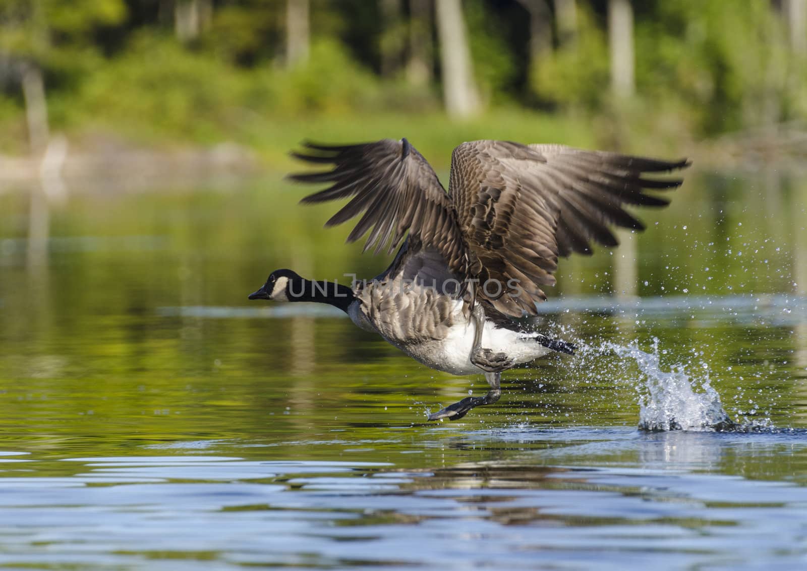 Single geese taking off from the lake in the conservation area