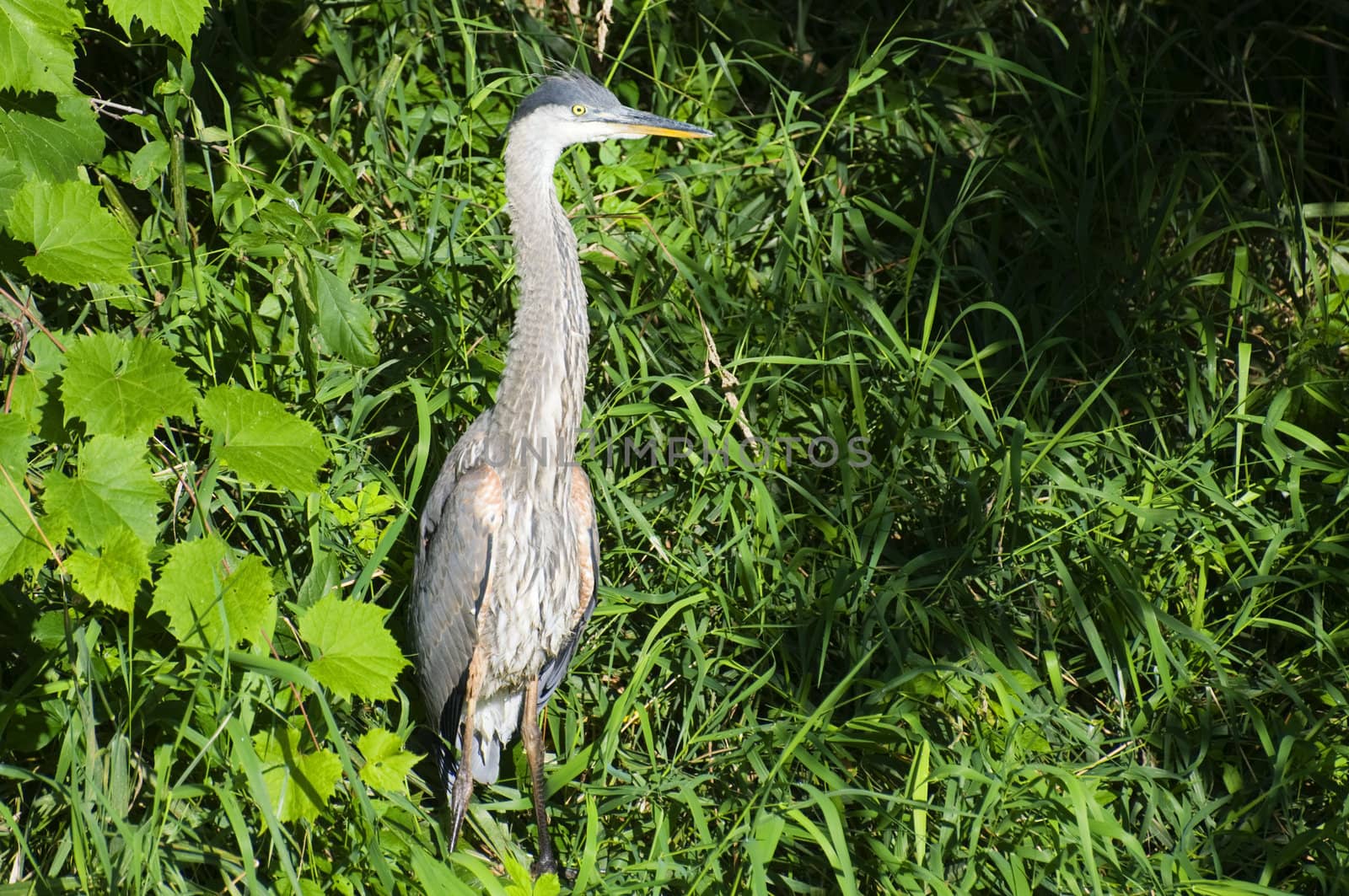 Great Blue Heron in the long grass.