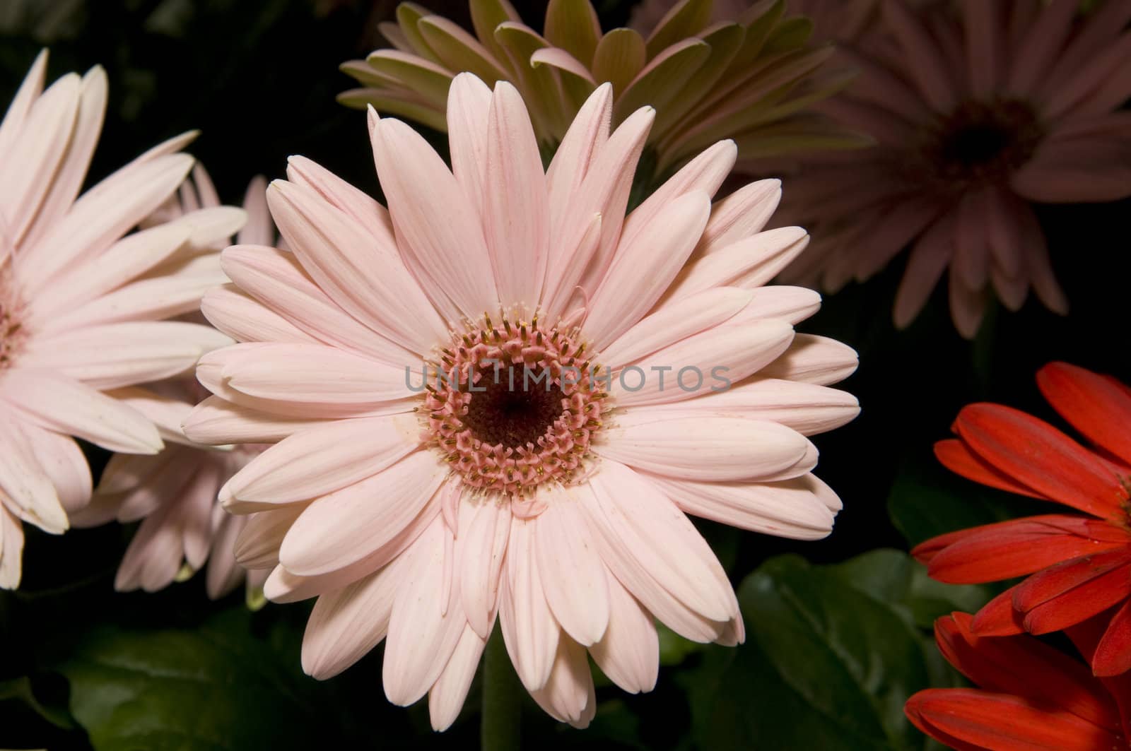 Selective focus on the foreground Gerber Daisy