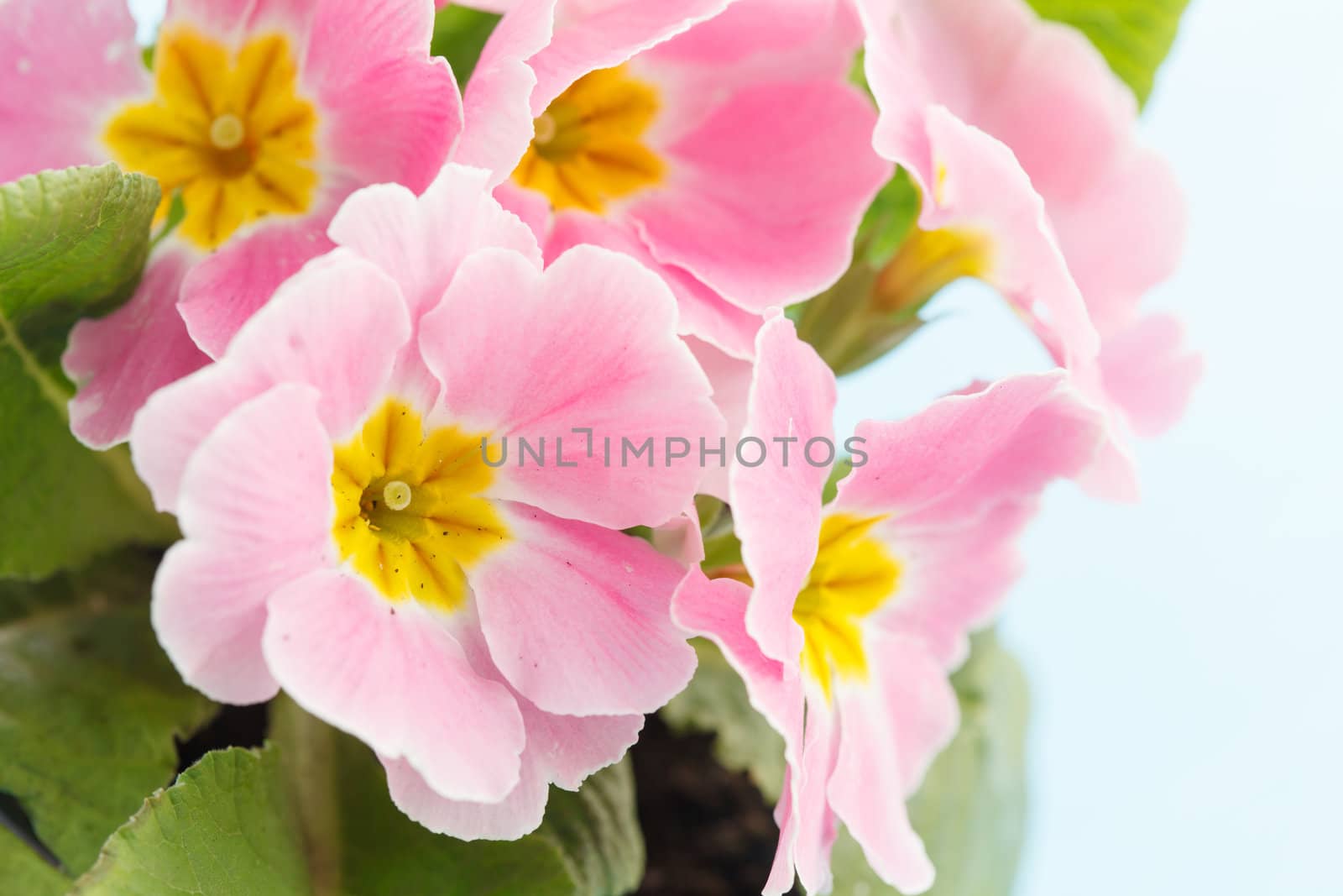 Pink primrose