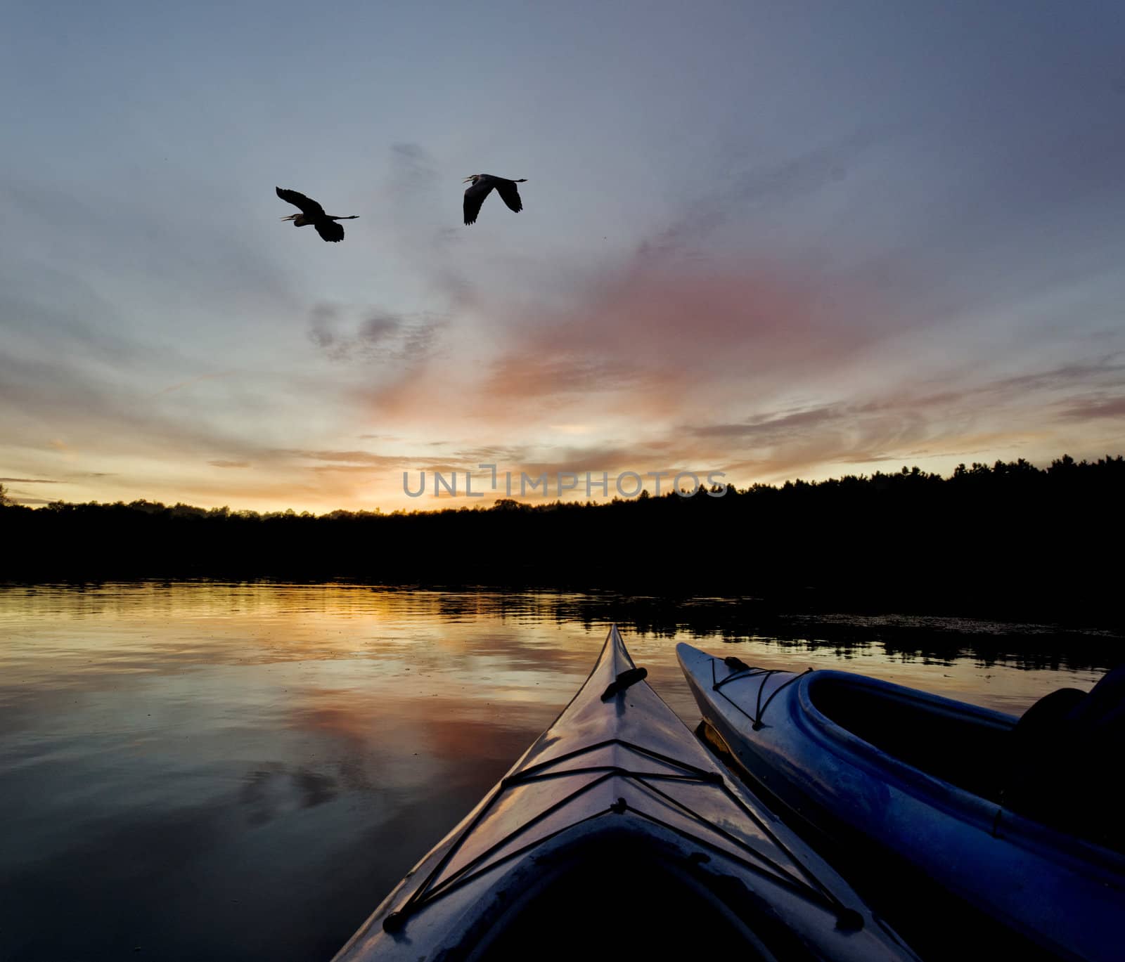 Two kayakers enjoying the sunset on a northern lake as two blue herons fly by