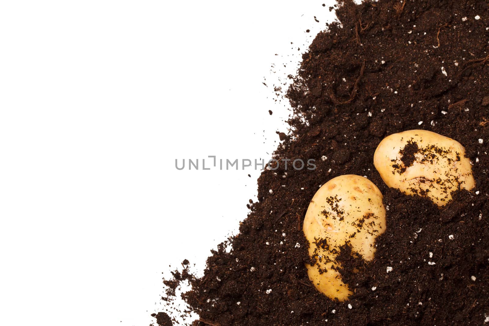 potatoes on the soil