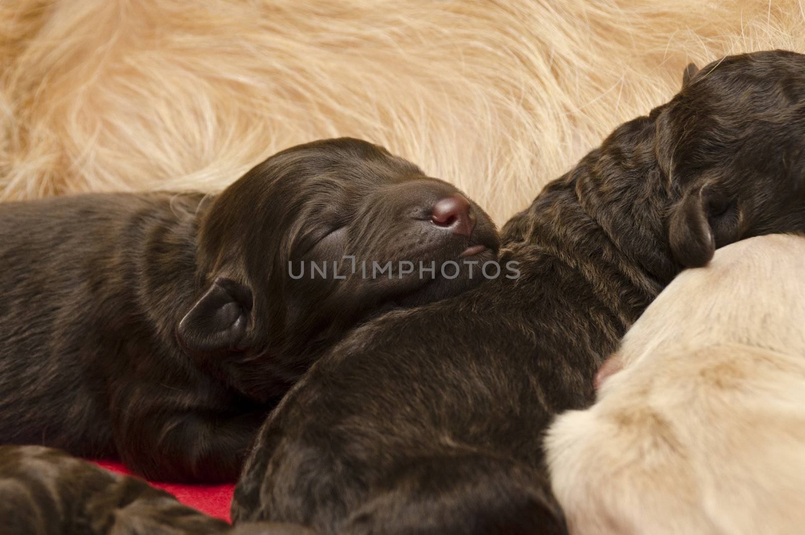Selective focus on a sleeping labradoodle puppy, three days old