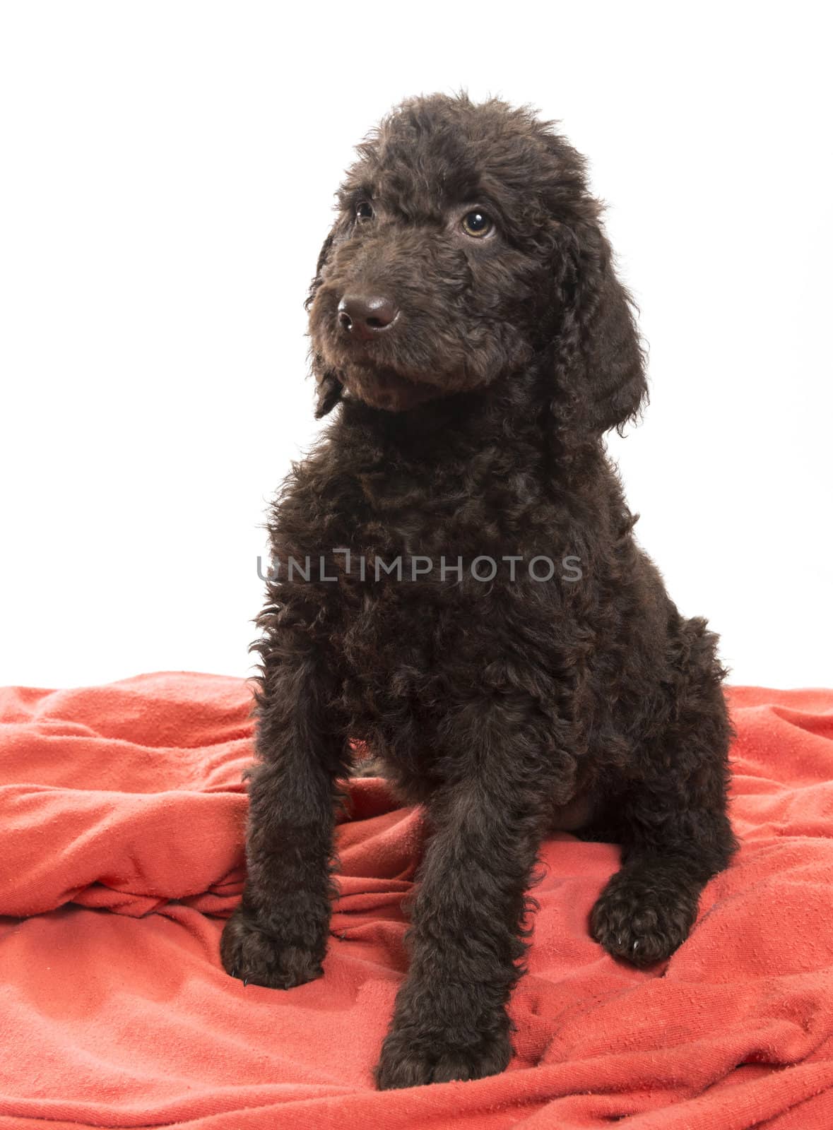 Alert brown labradoodle looking to the side on a white background