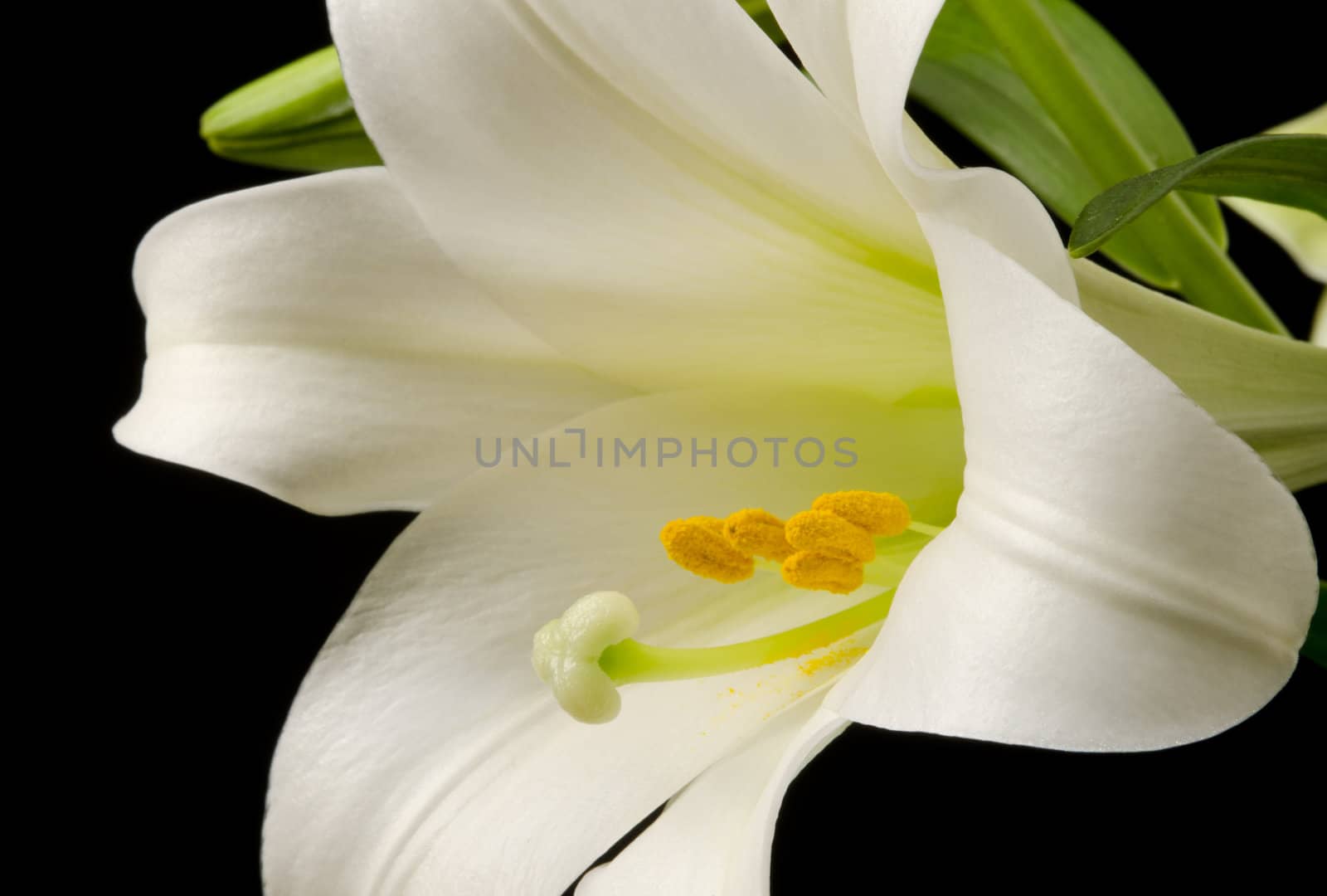 Macro Easter Lily blossom with yellow pollen on the petals