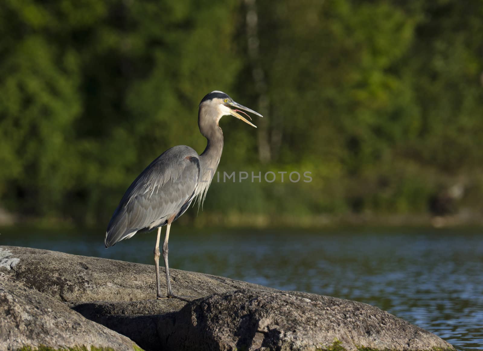 Heron gagging down a fish standing on the rock at Charleston Lake