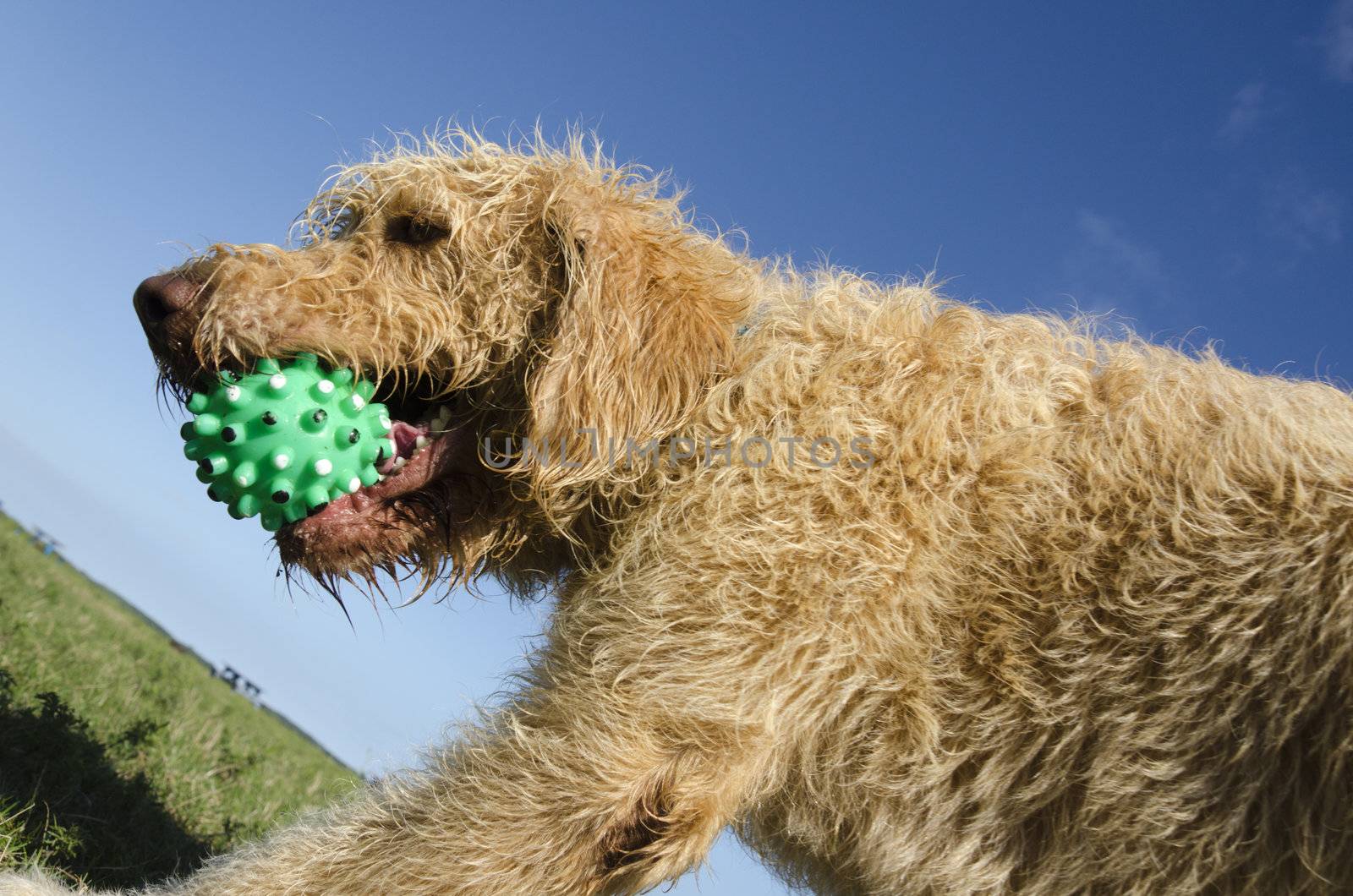 Closeup of a Labradoodle with the ball at the park