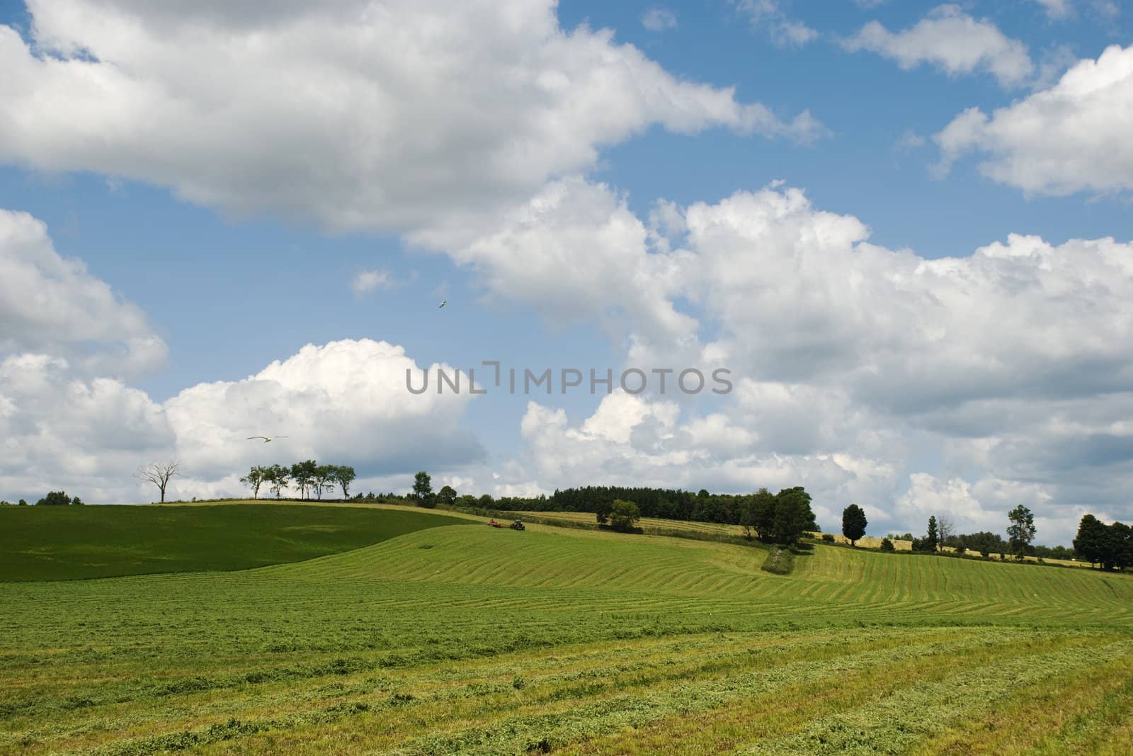 Farmer haying a large field with big sky and white clouds