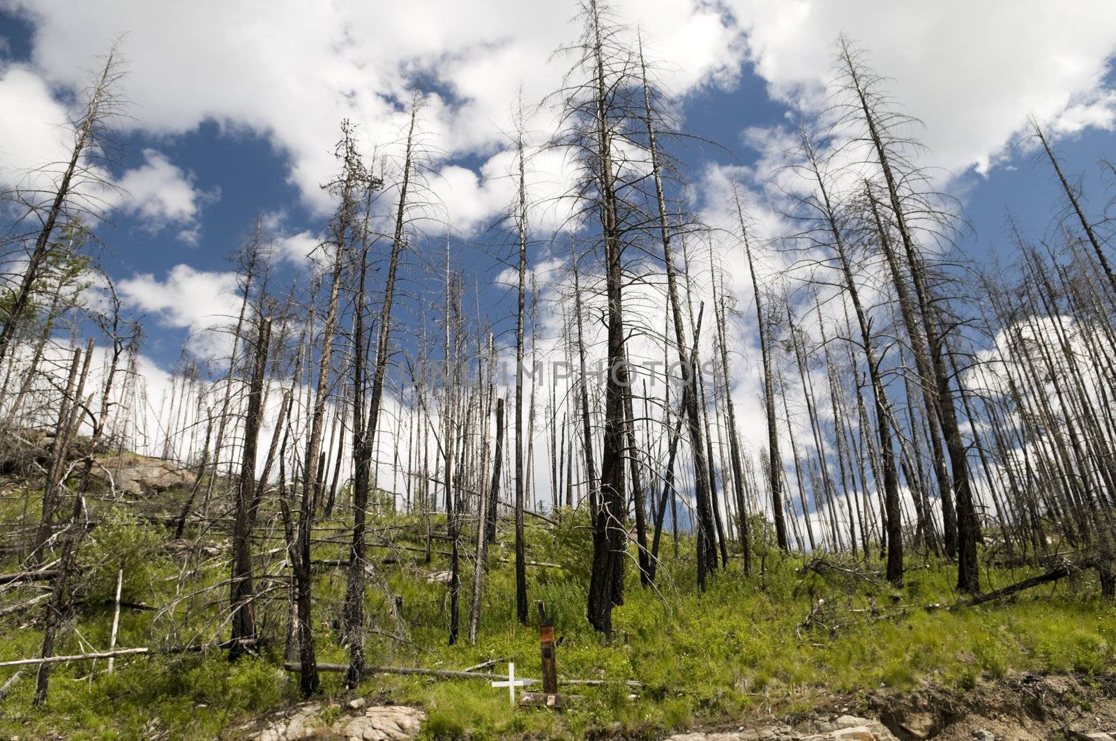 New Growth amounst the remains of a forest fire in the interior of British Columbia 2001