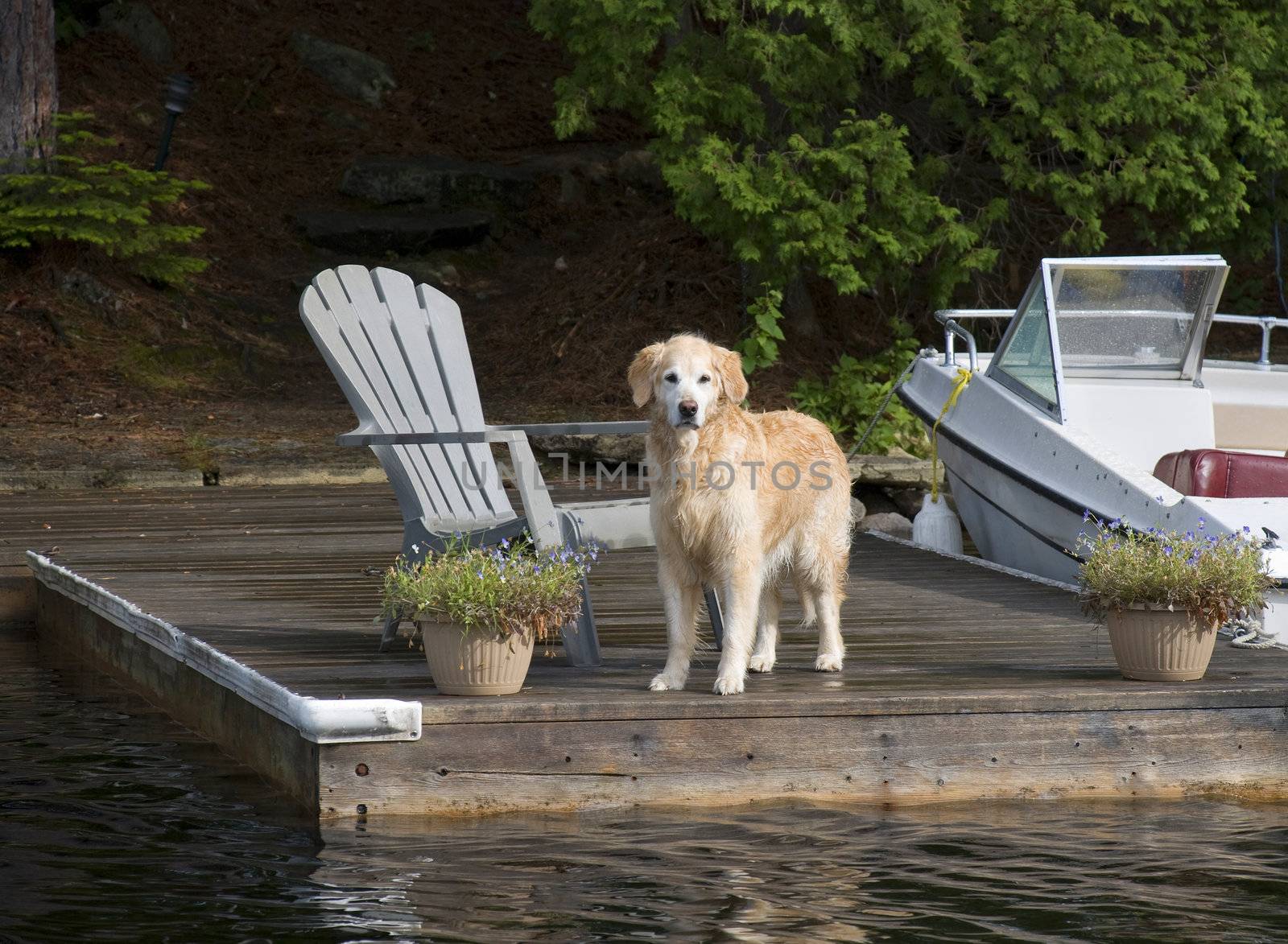 Golden Retriever on the Dock looking out to the visitors.