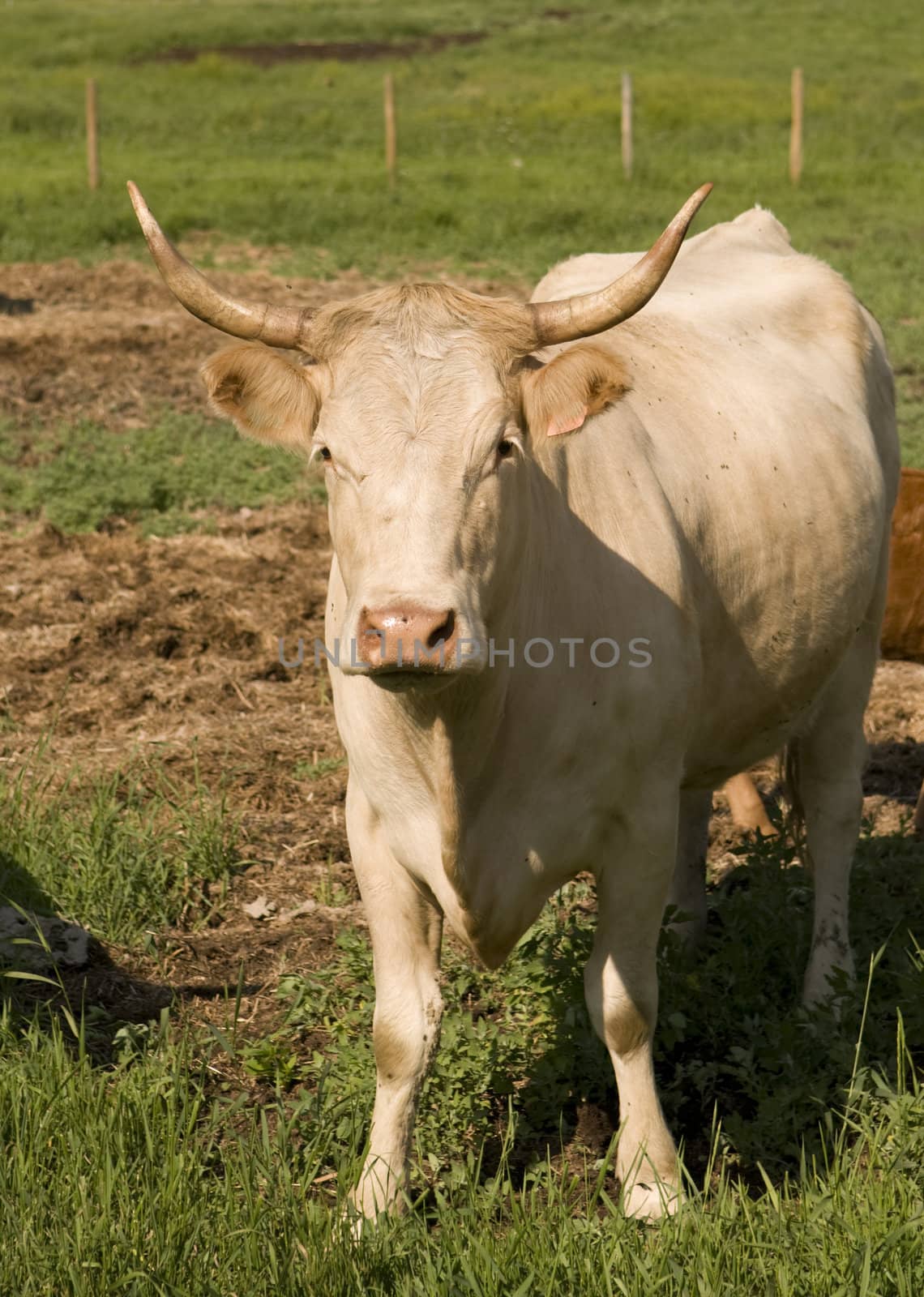 Single white beef cow in the pasture