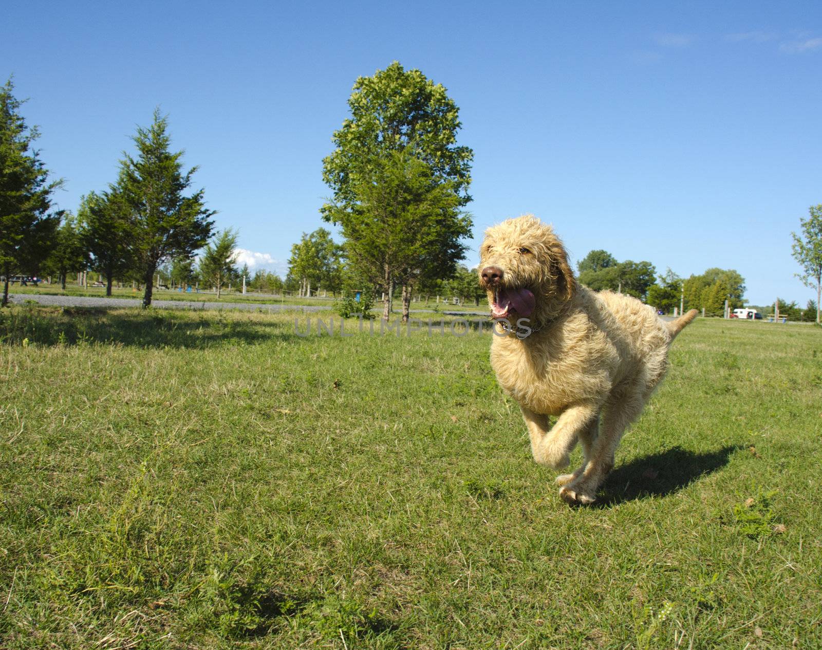 Labradoodle running at the park