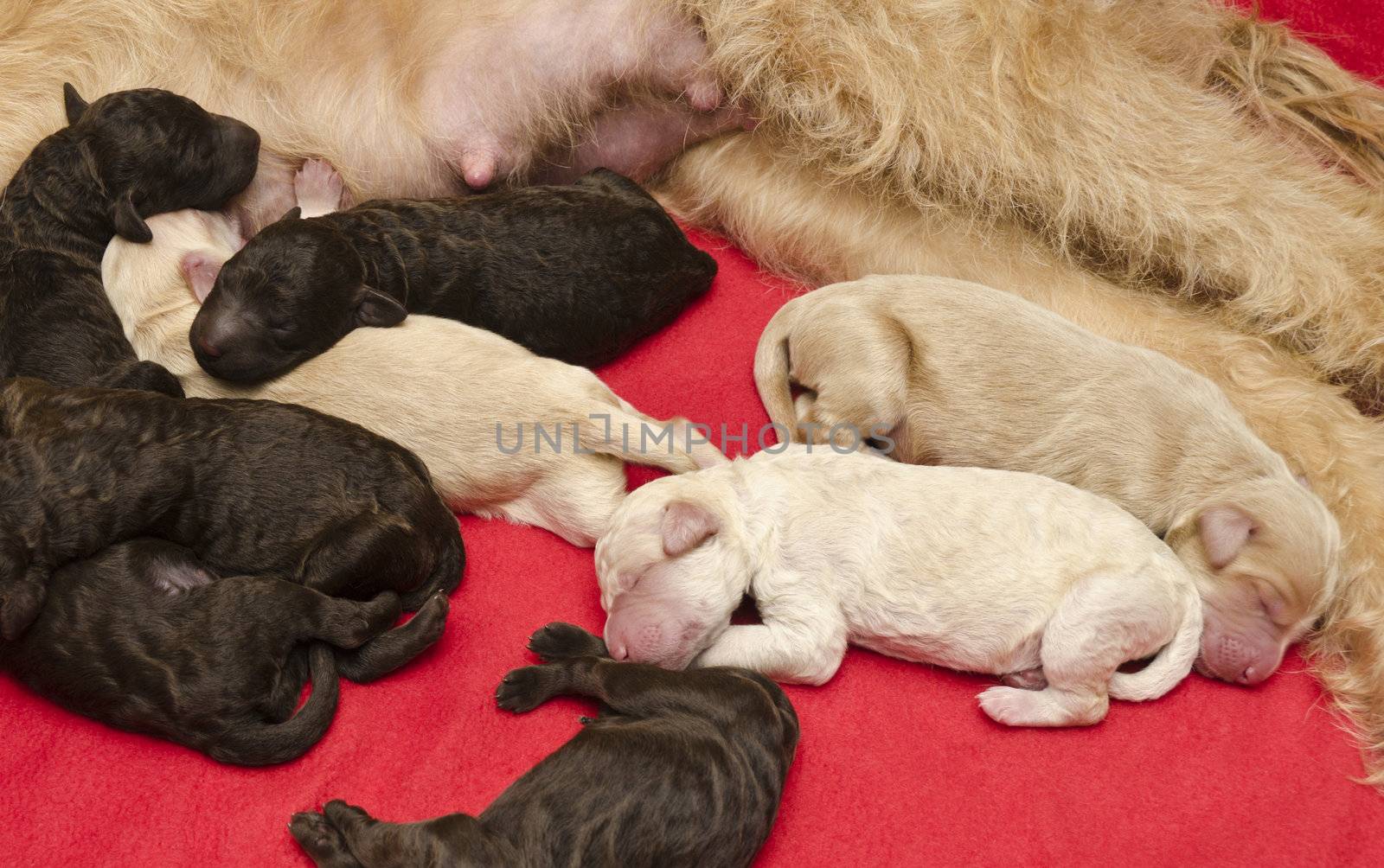 Newborn labradoodle pups sleeping after feeding