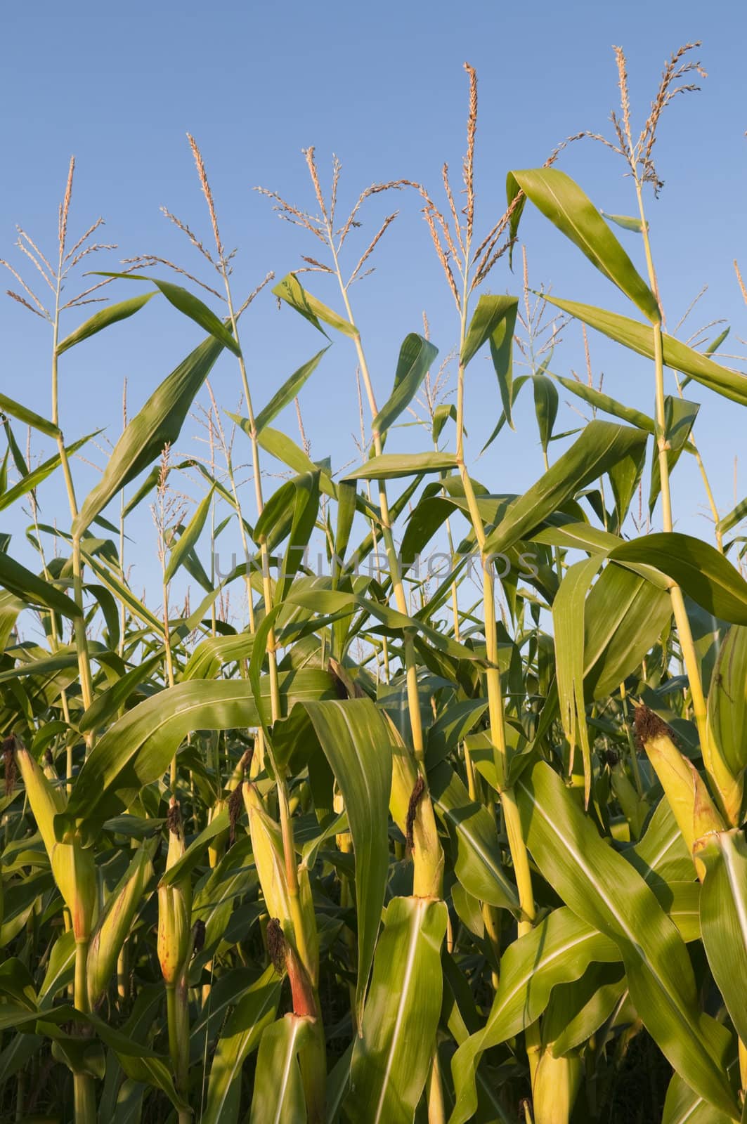 Closeup on ripe corn field with copy space in the blue sky