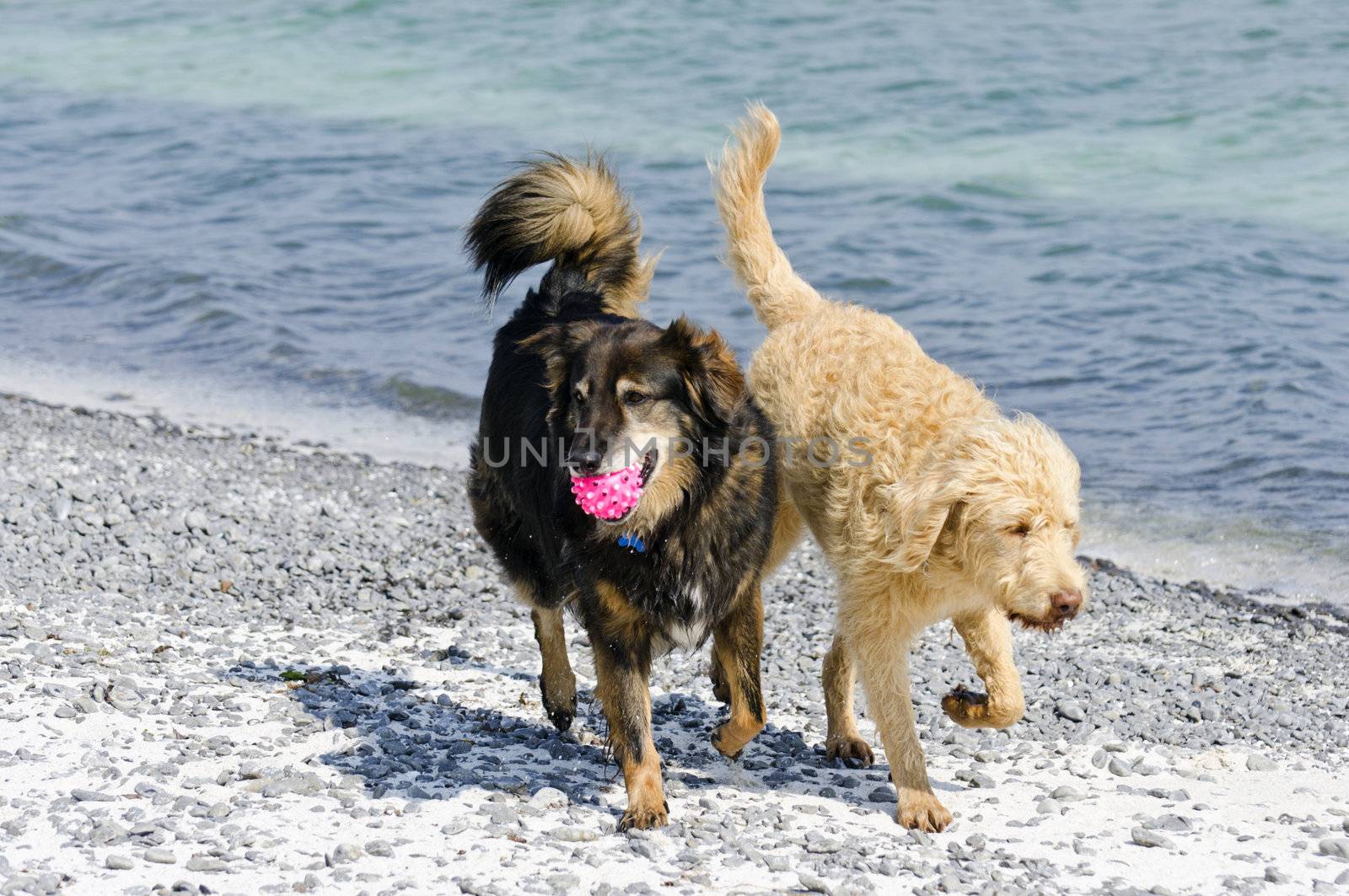 Selective focus on the dog with the ball, playing catch at the beach