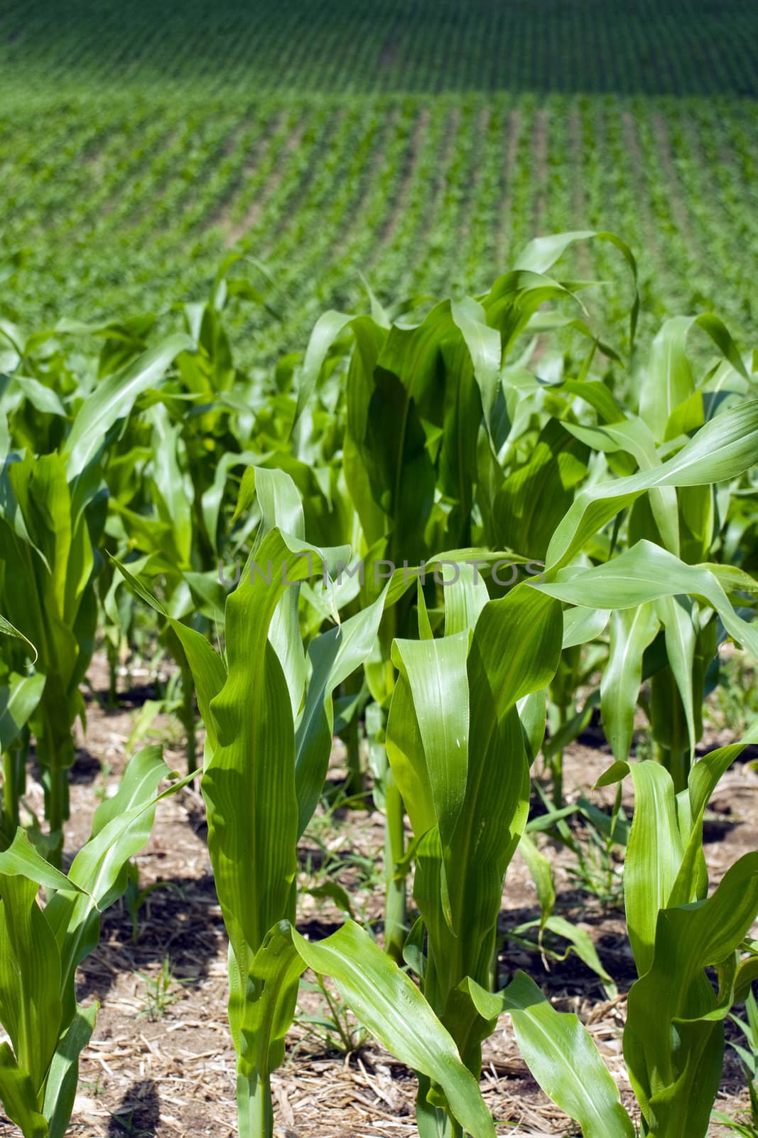 Selective focus on the foreground young corn stalks with soft focus on the remaining field.